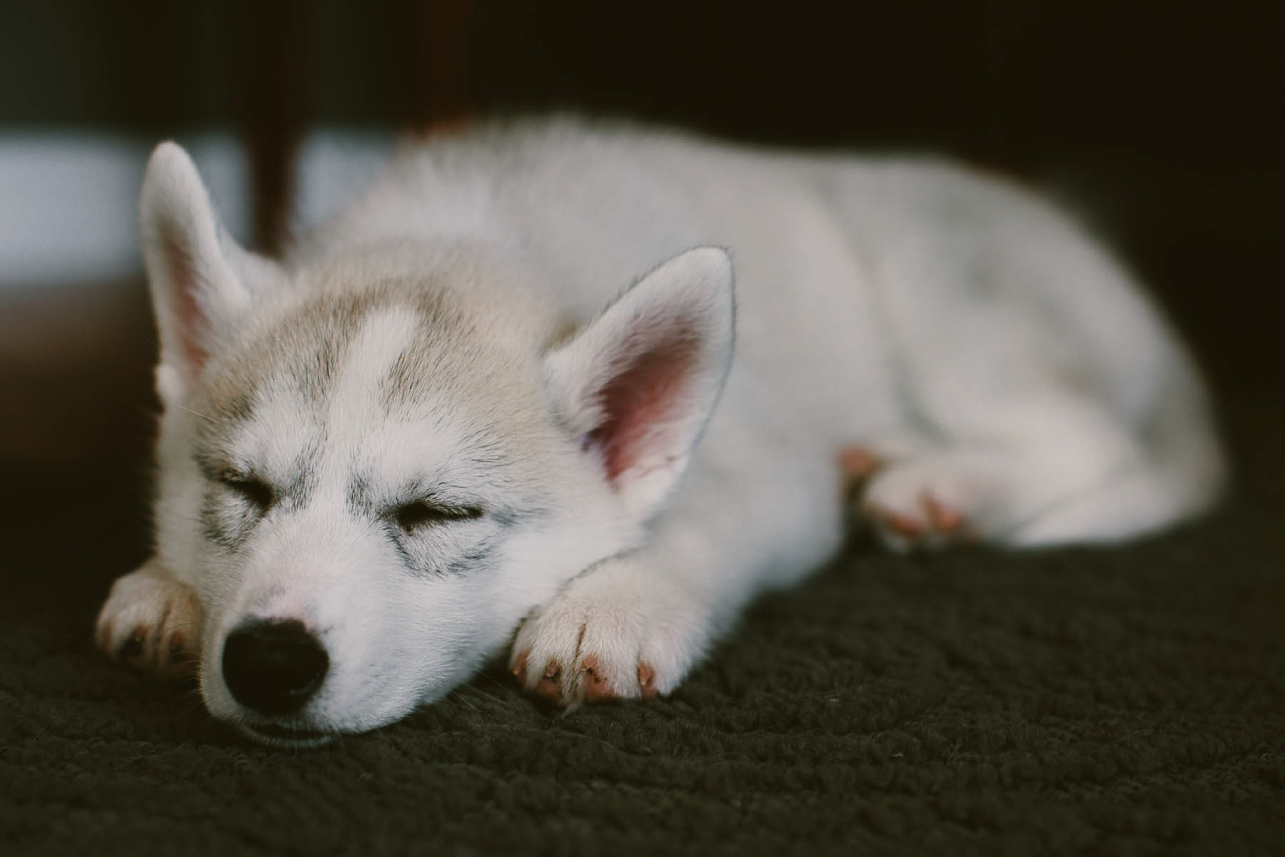 Husky Puppies For Sale Indiana