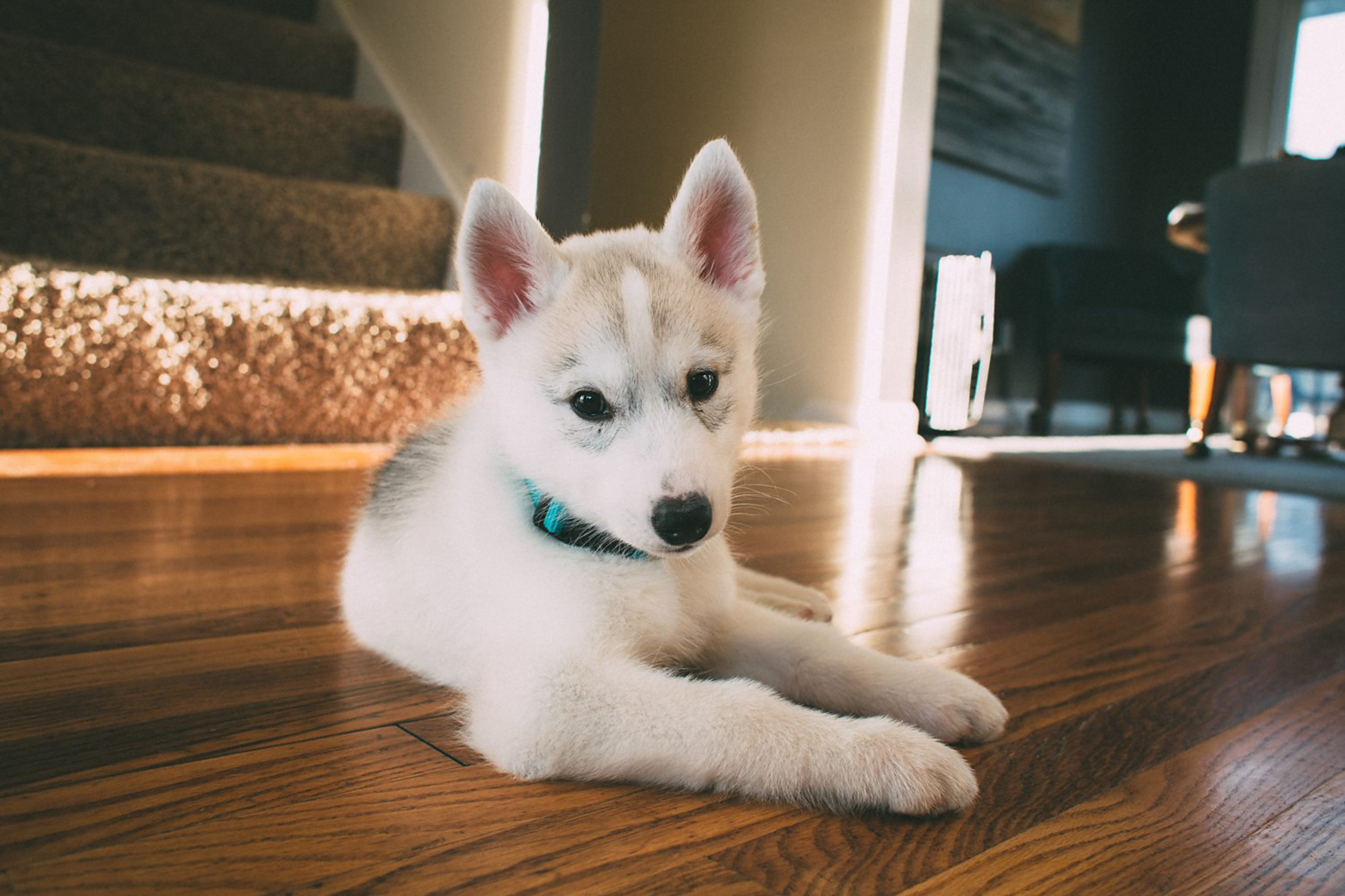 Husky Puppies Indiana
