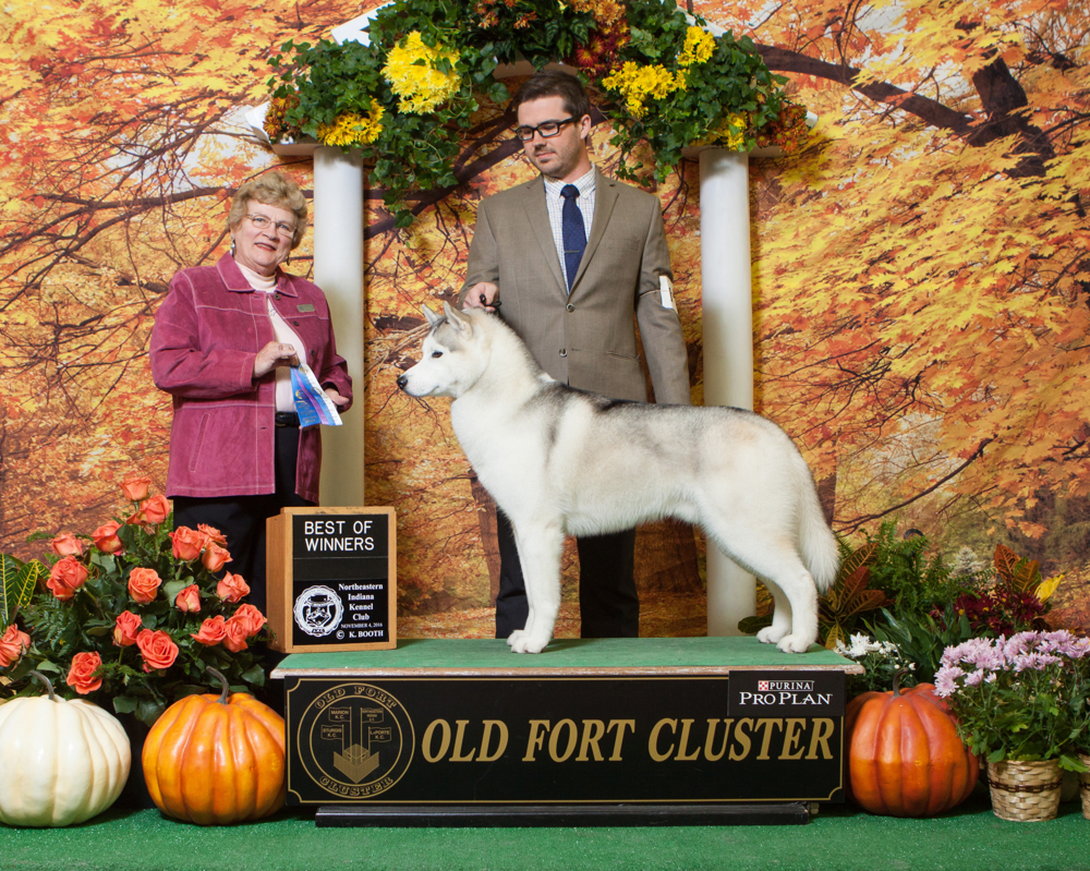 Siberian Husky Puppies Indiana