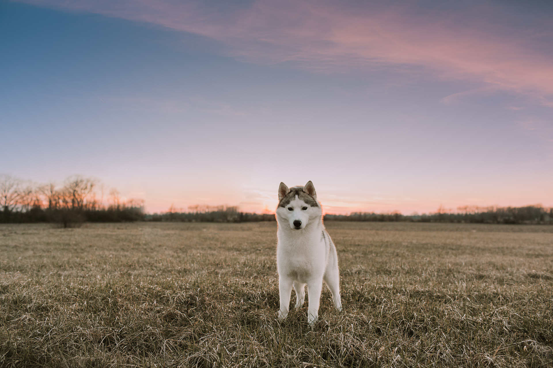 Husky Breeders Indiana