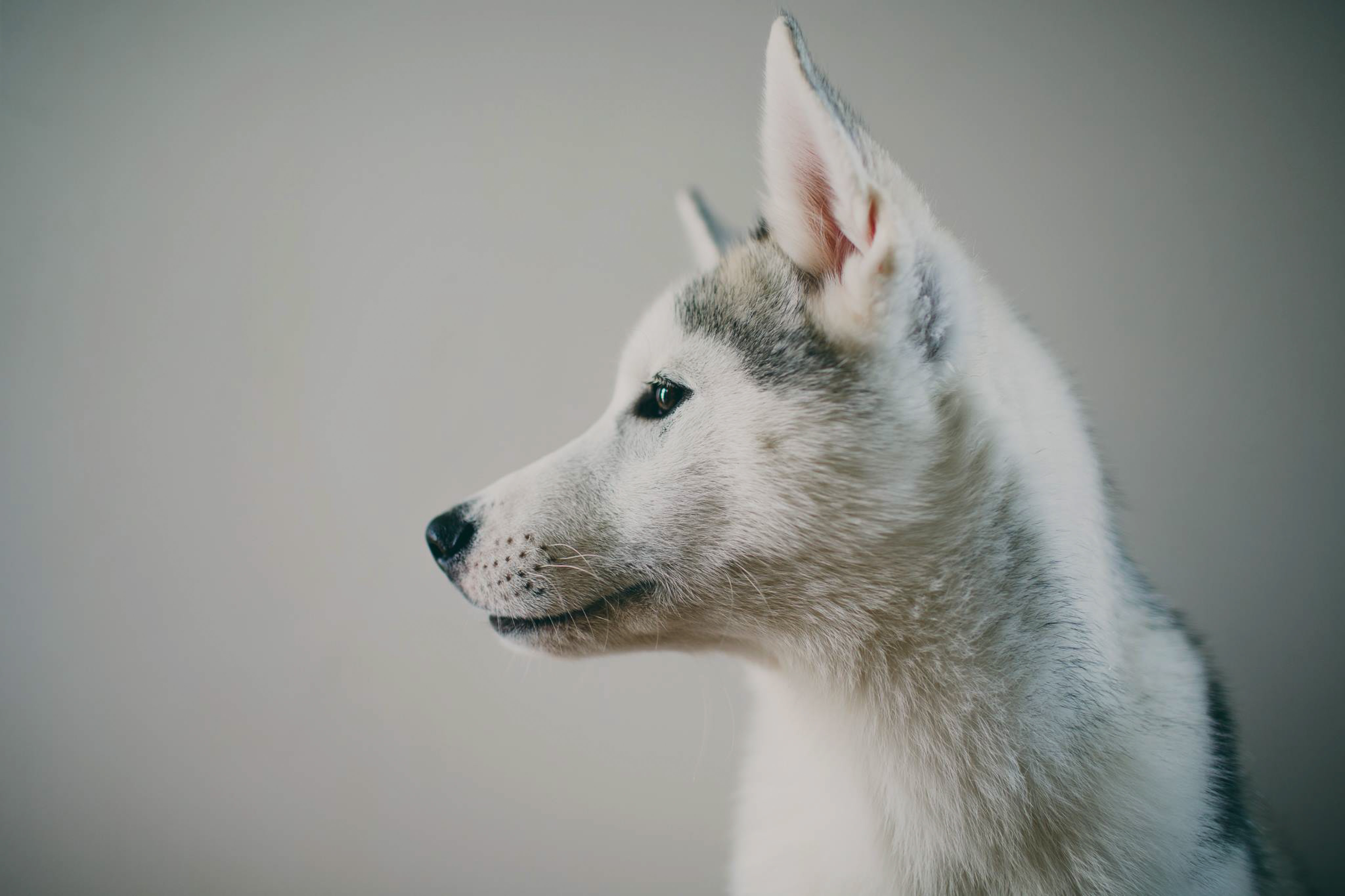 Husky Breeders Indiana