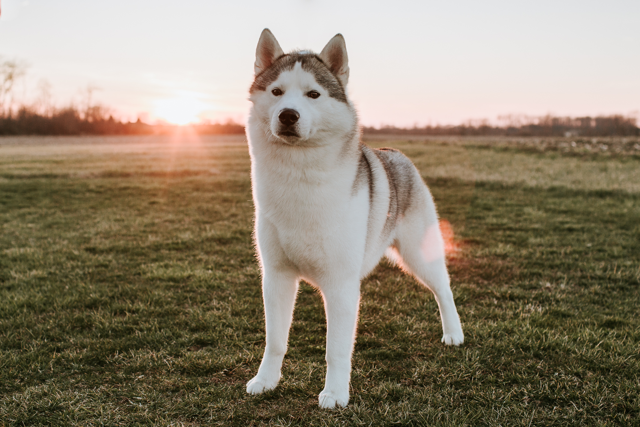 Husky Breeders Indiana