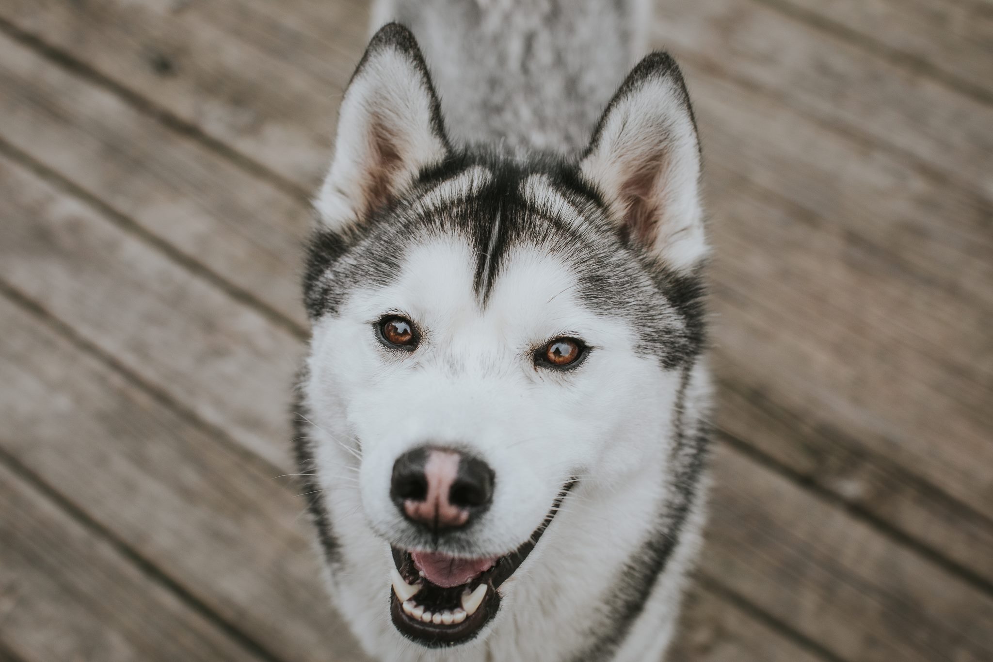 Indiana Akc Husky Puppies