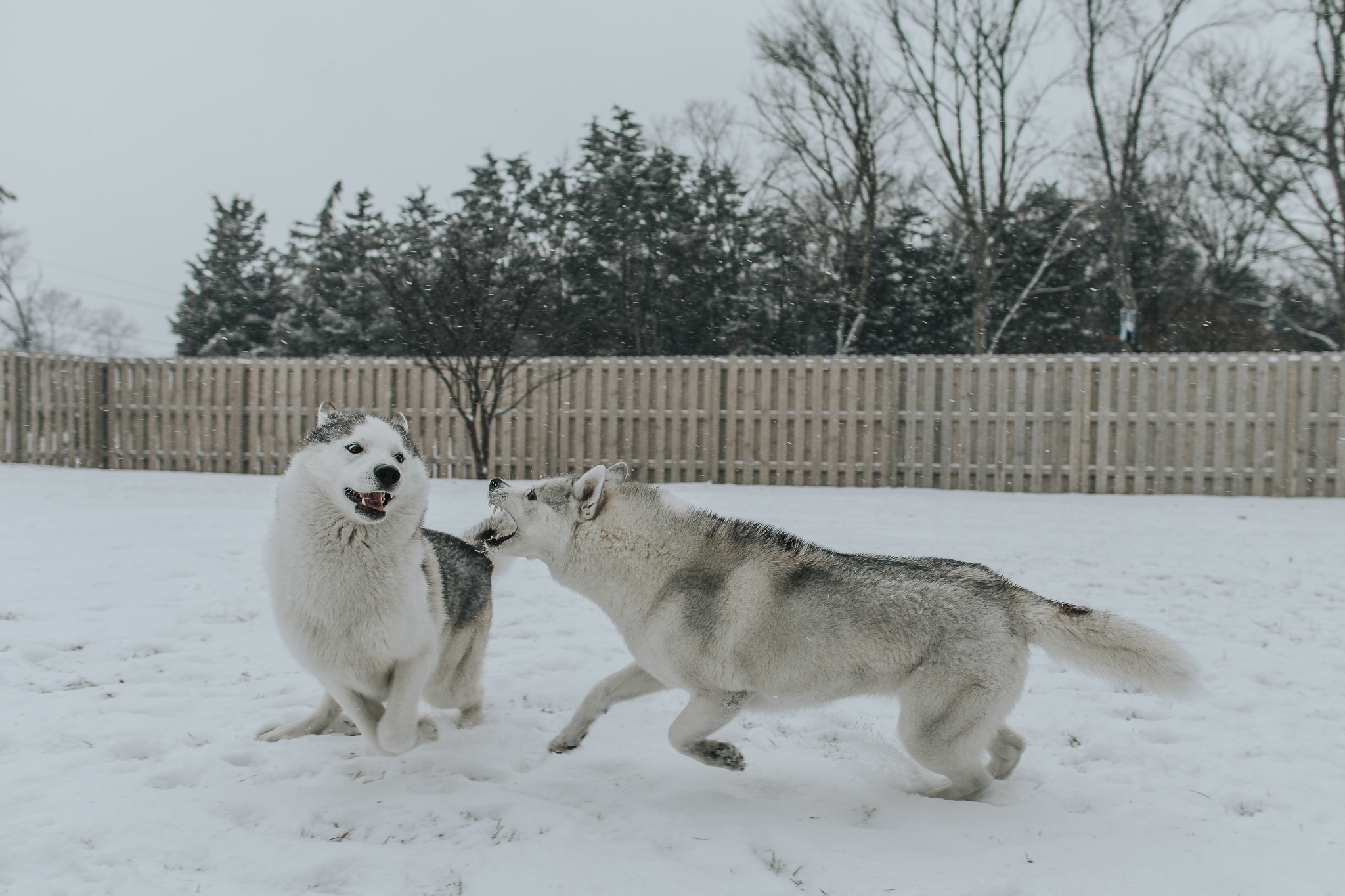 Indiana Husky Breeders