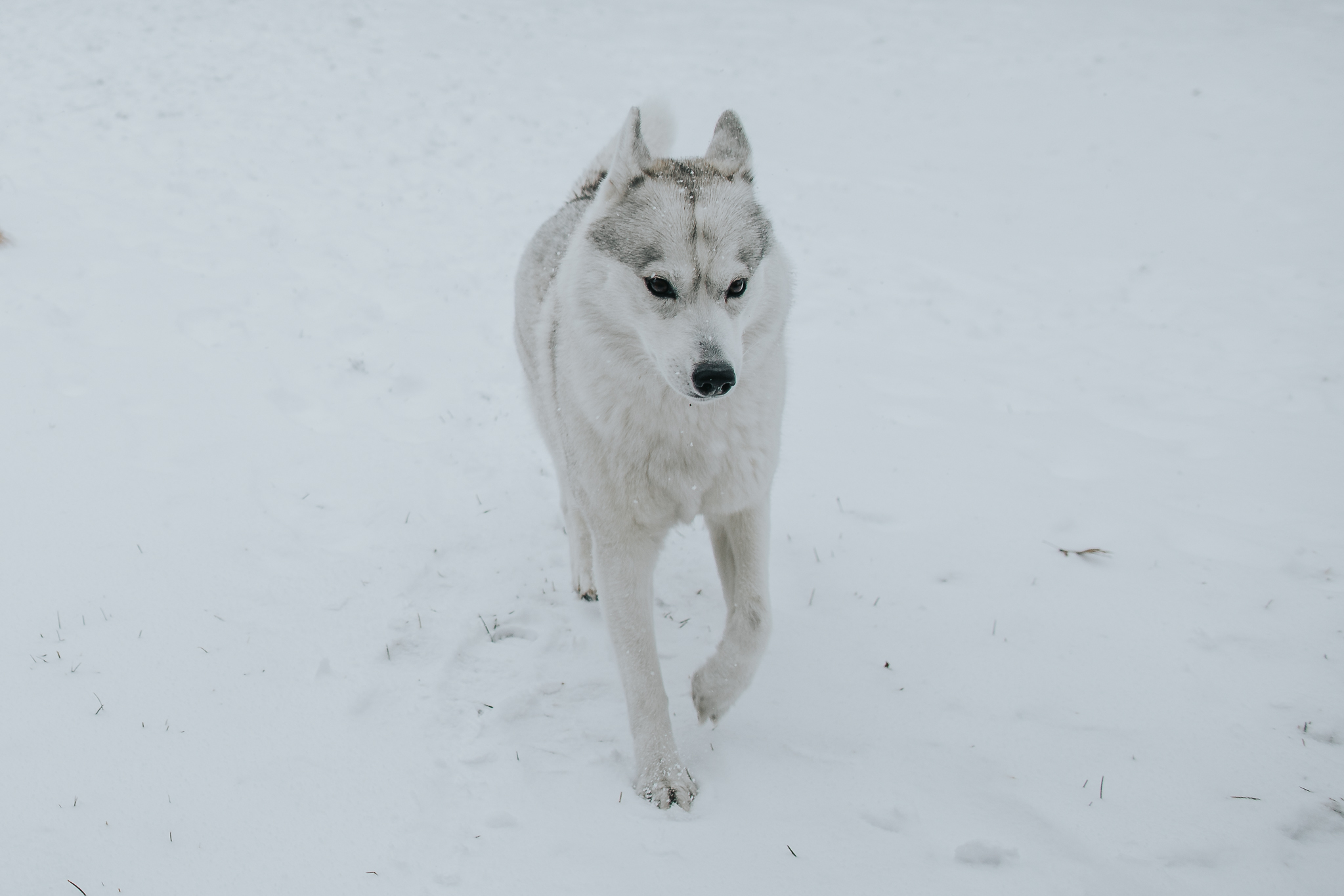Indiana Husky Breeders