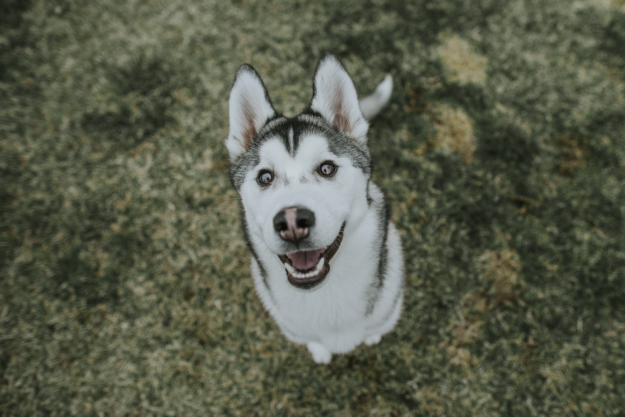 Indiana Husky Puppies