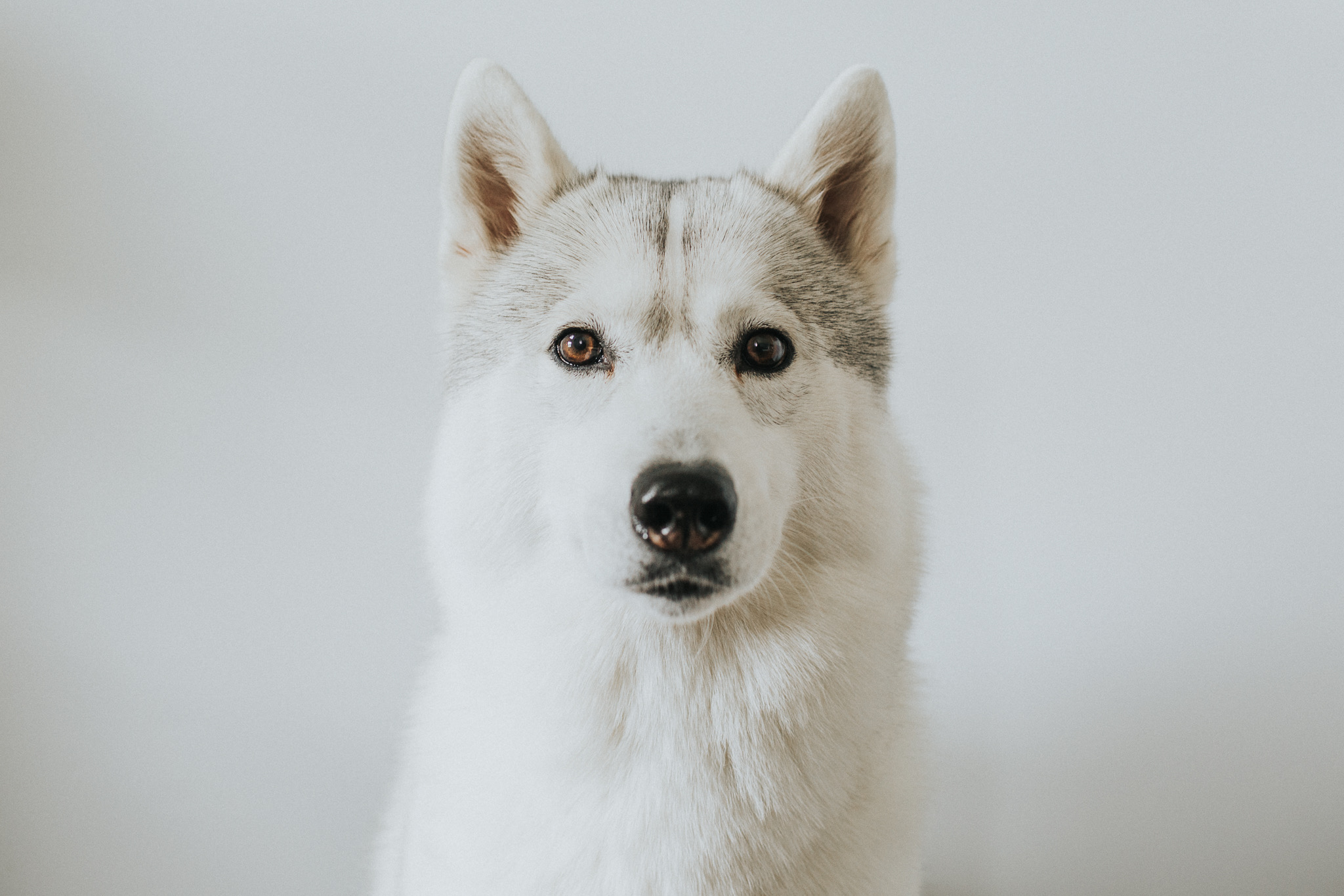 Husky Puppies Indiana
