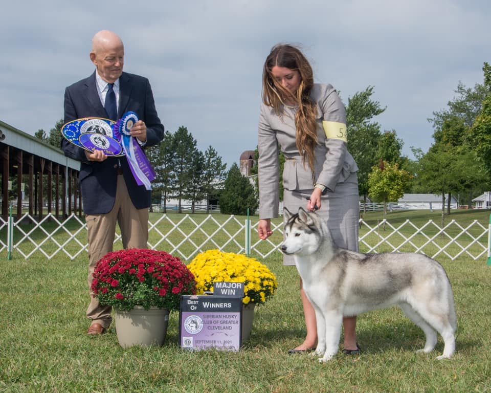 Indianapolis Husky Puppies