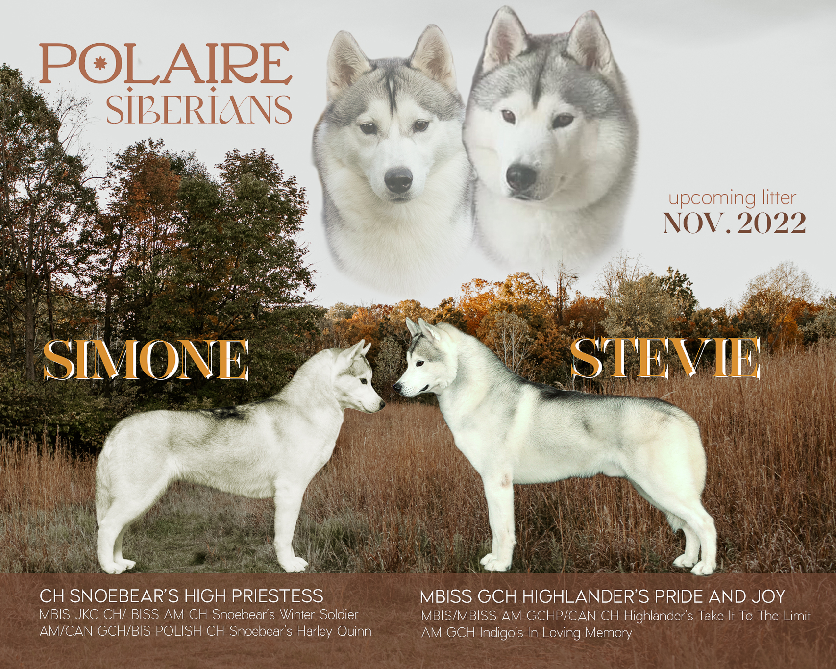 Husky Puppies Indianapolis