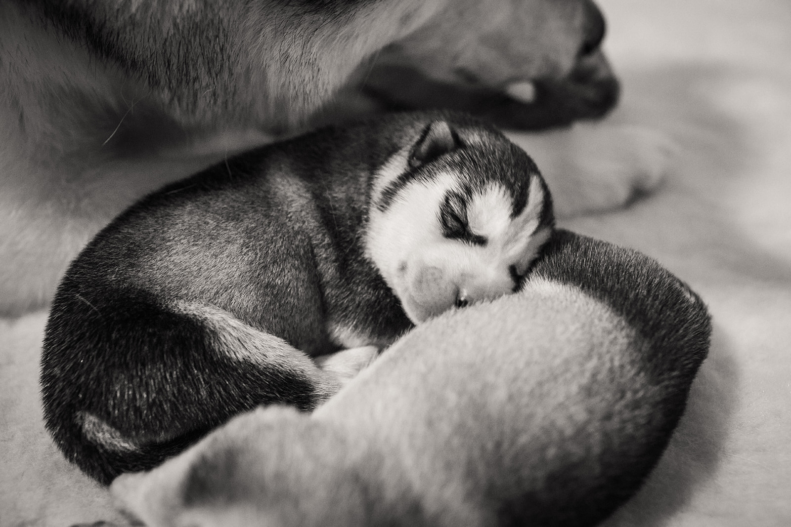 New Hampshire AKC Siberian Husky Puppies