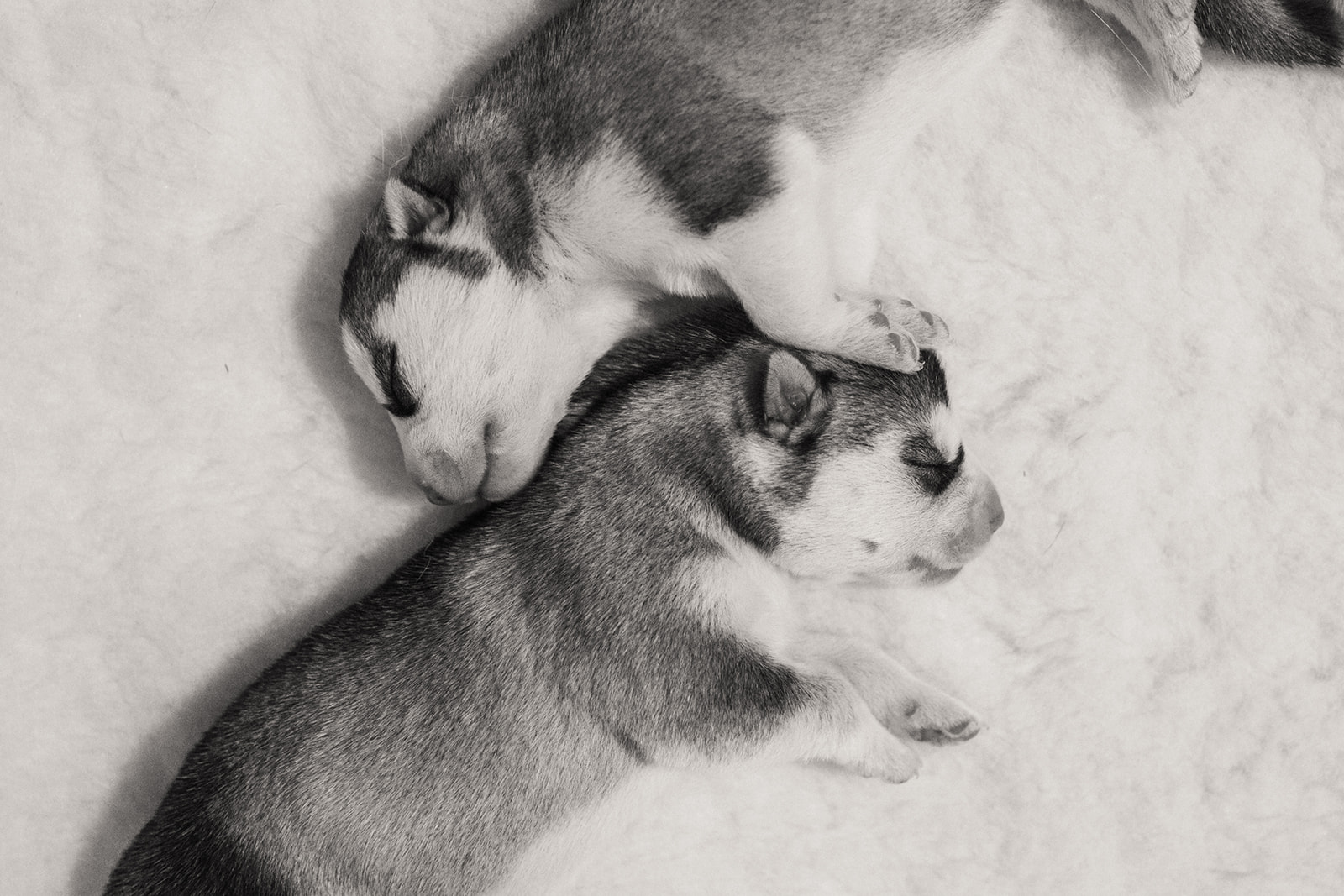 New Hampshire AKC Siberian Husky Puppies