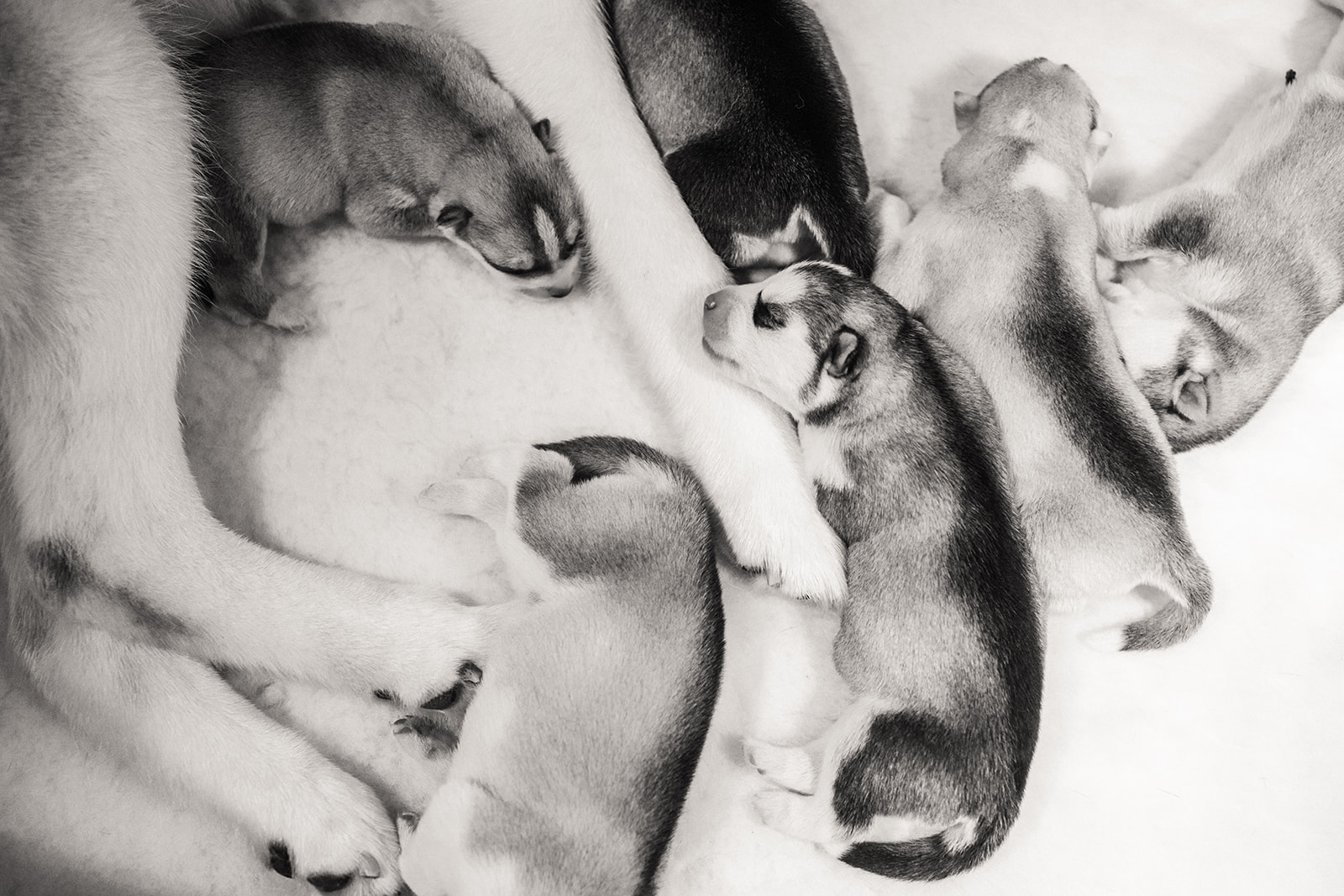 New Hampshire AKC Siberian Husky Puppies