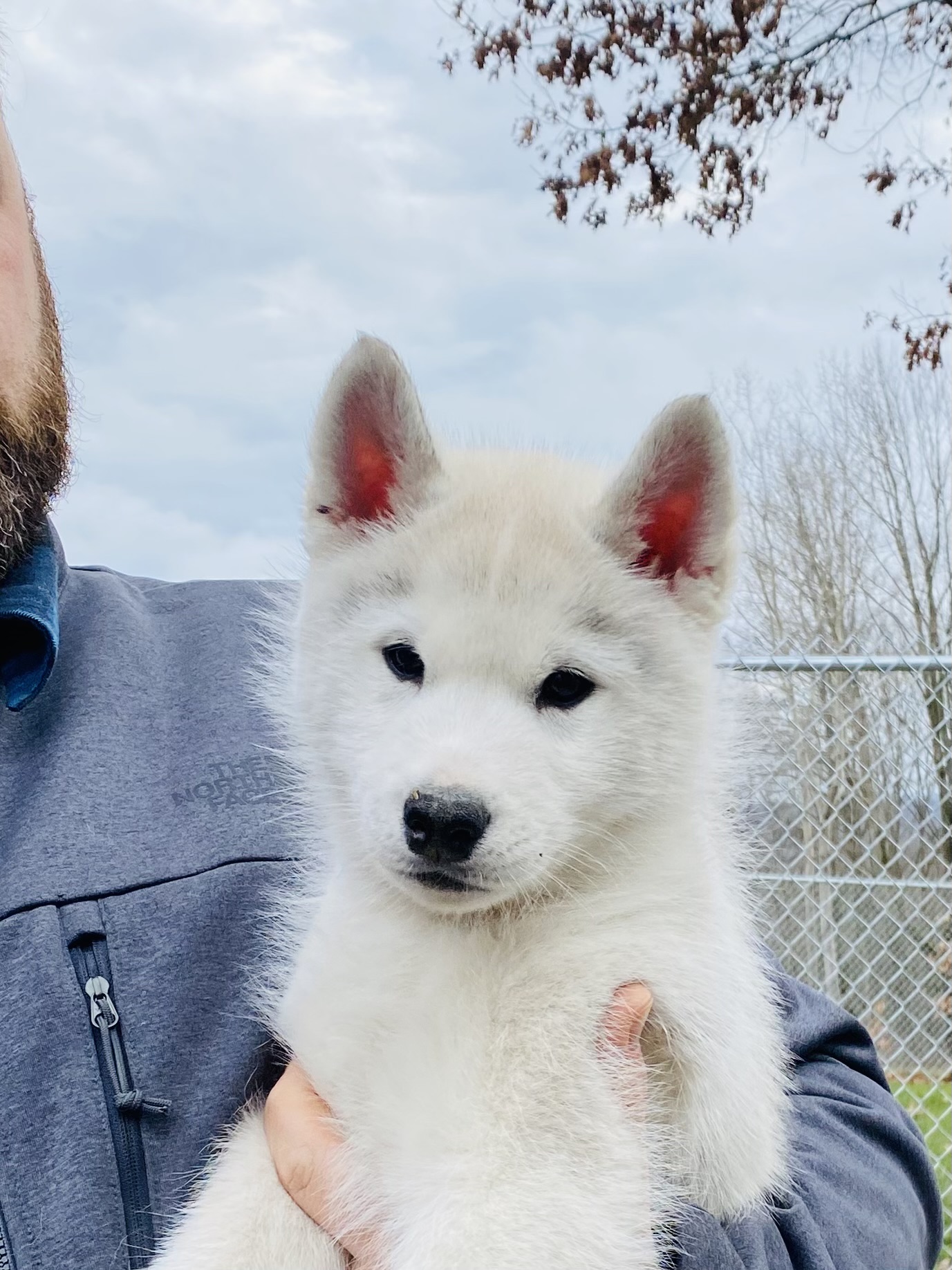New England Siberian Husky Puppies