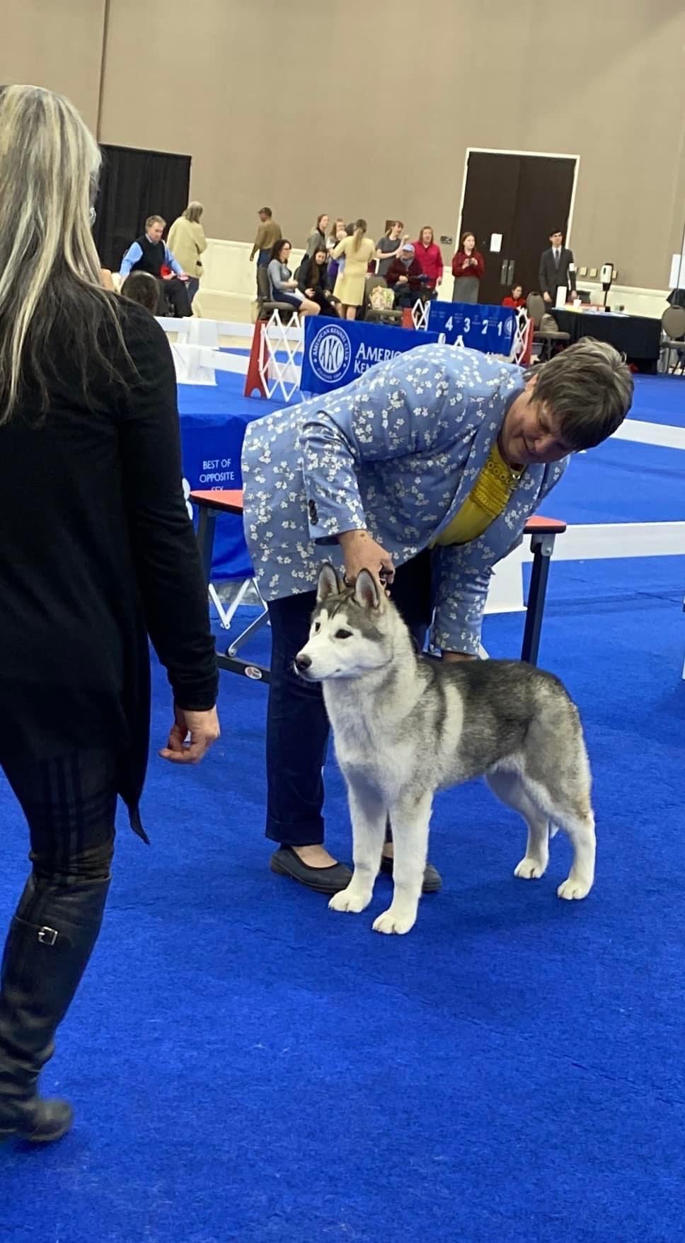 New England Siberian Husky Puppies