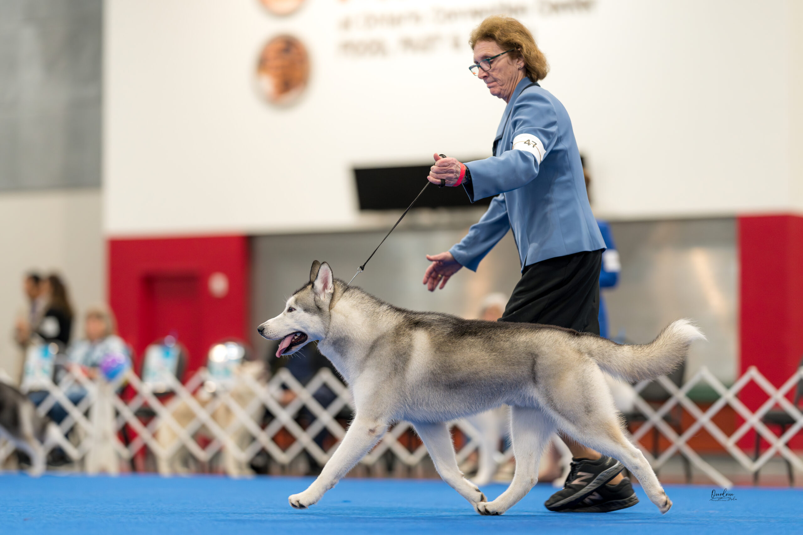 New Hampshire Husky Puppies