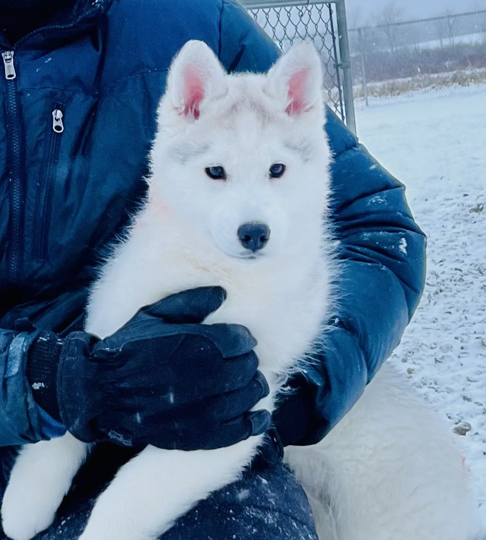 Siberian Husky Puppies New Hampshire