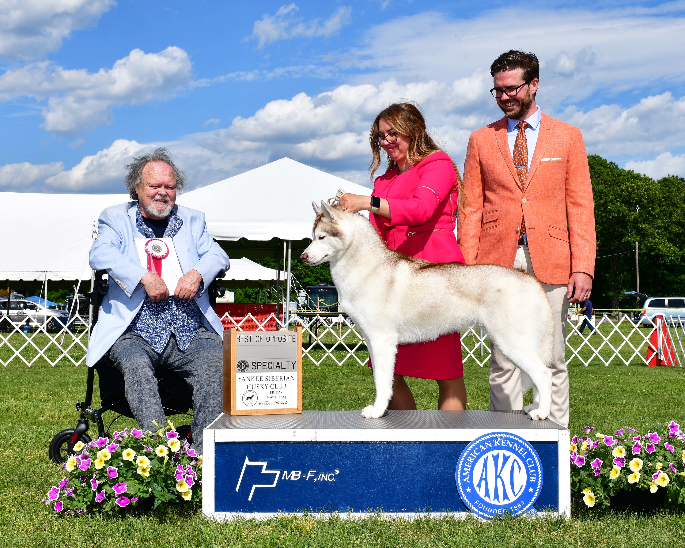 AKC Husky Puppies Massachusetts