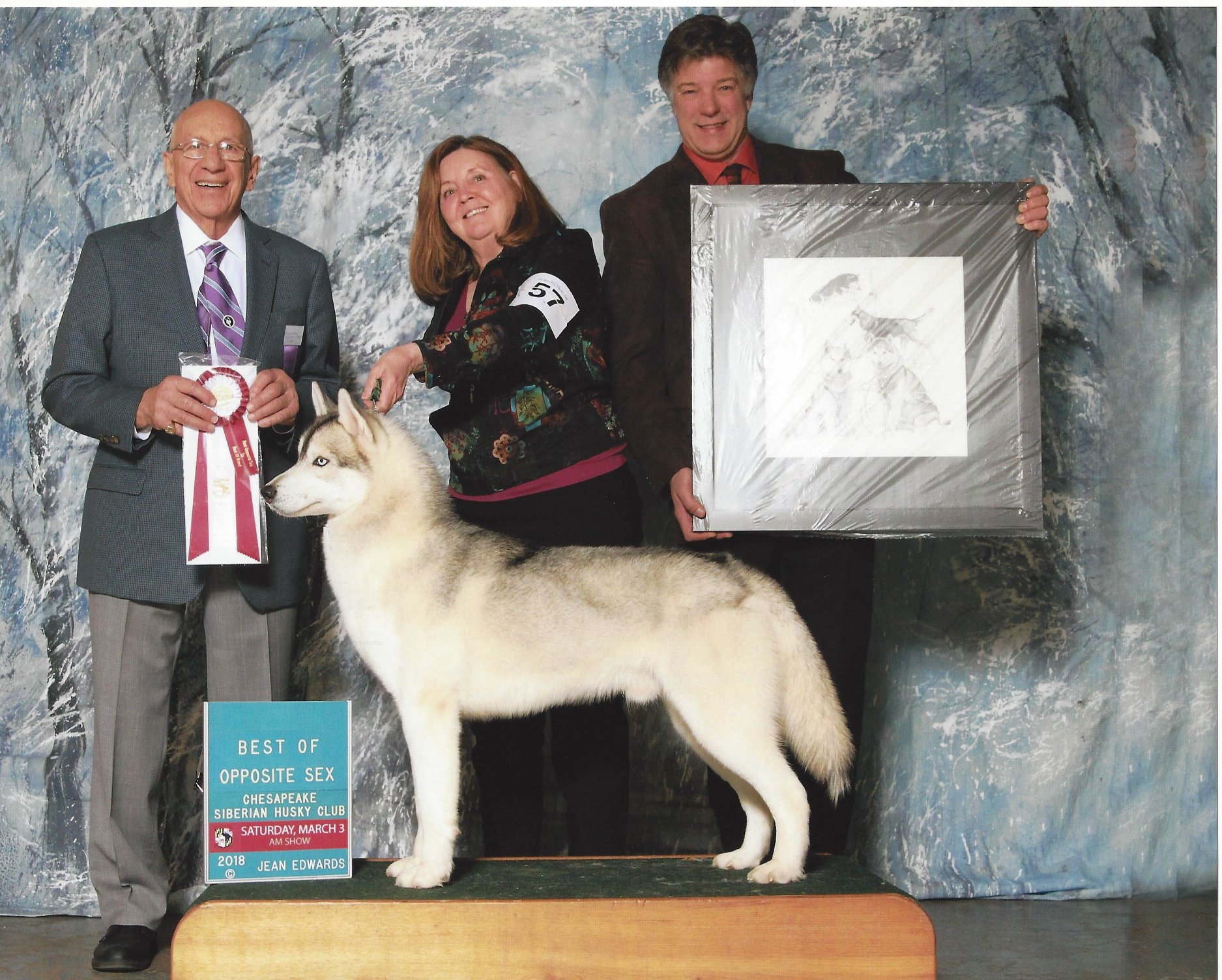 New Hampshire Siberian Huskies