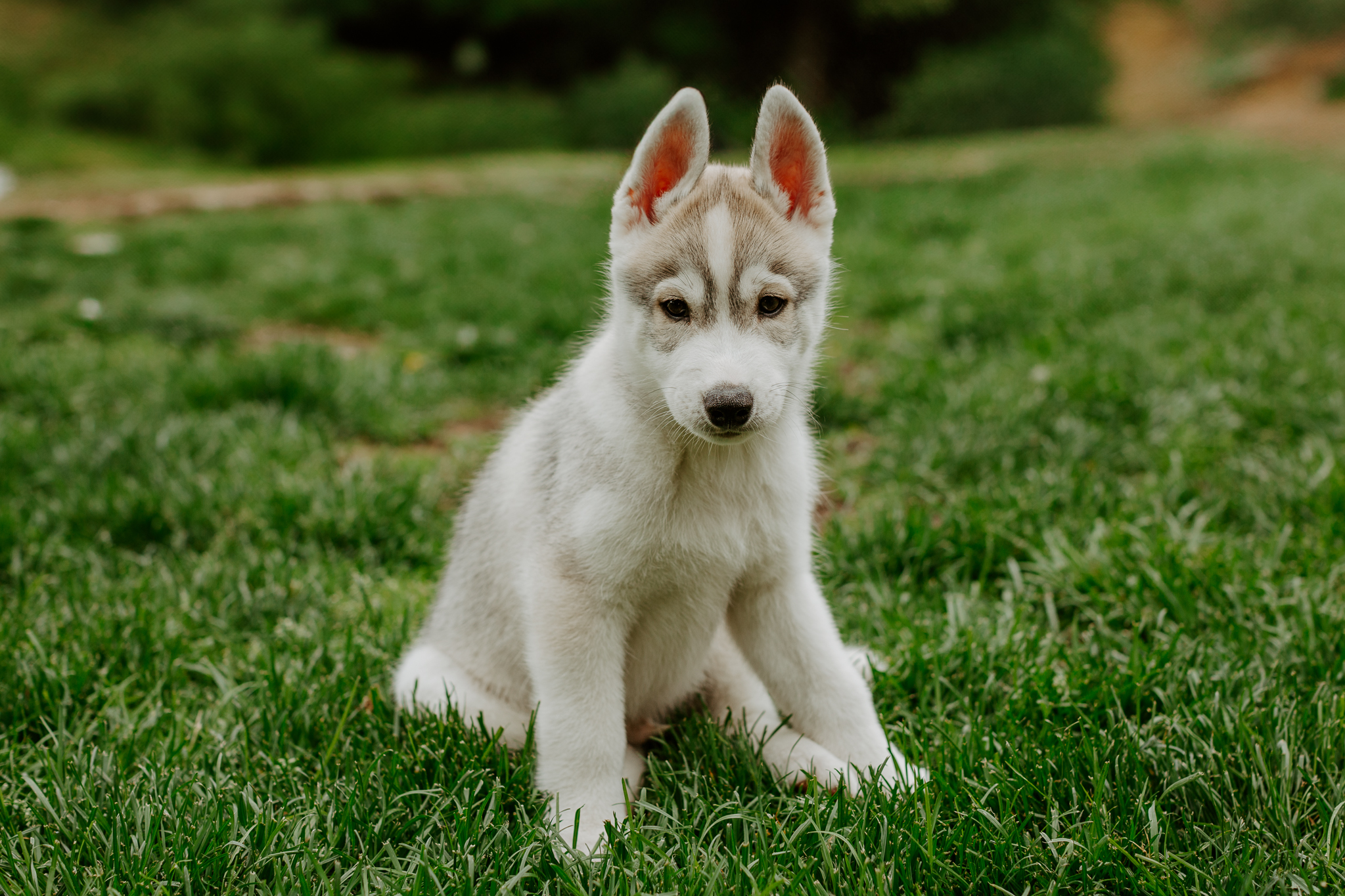 New England Siberian Husky Puppies
