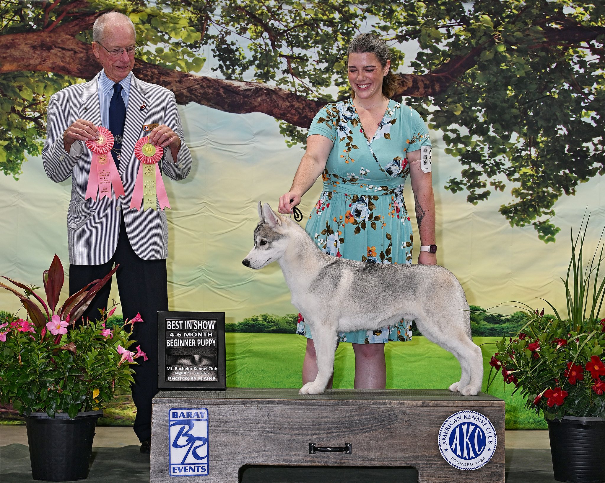 New England Siberian Husky Puppies
