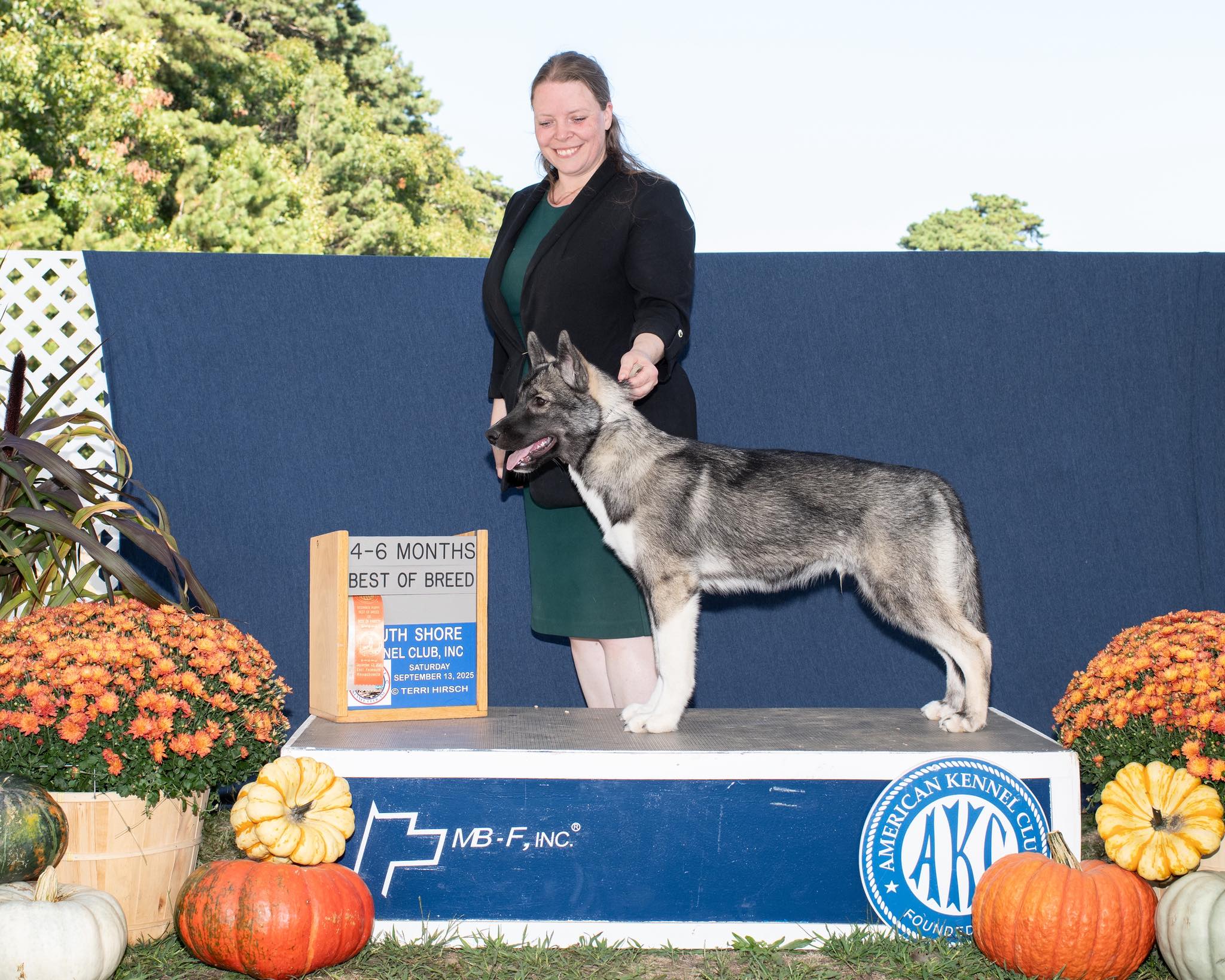 New England Siberian Husky Puppies