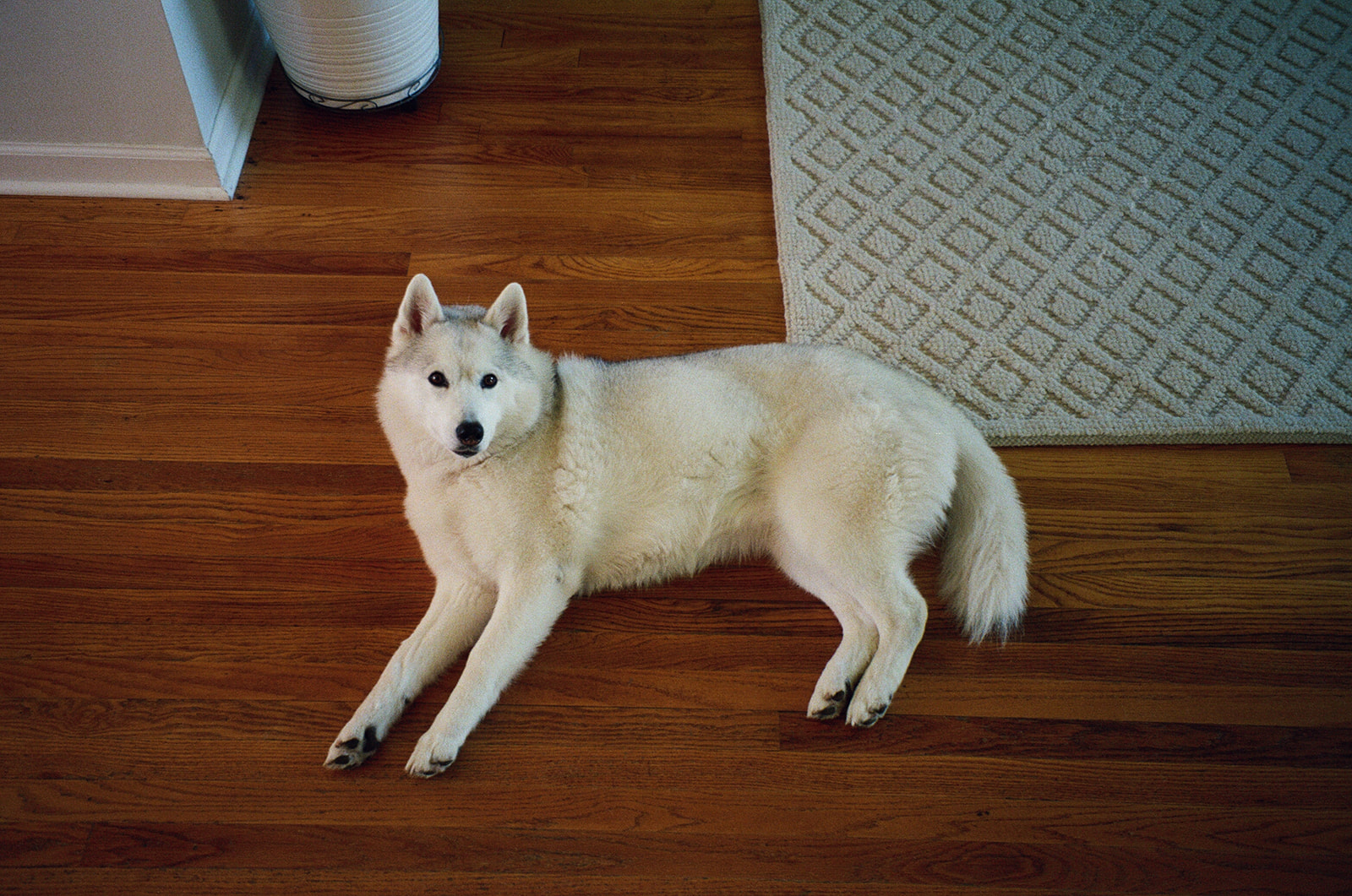 New England Siberian Husky Puppies