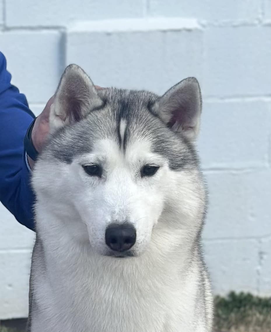 New England Siberian Husky Puppies