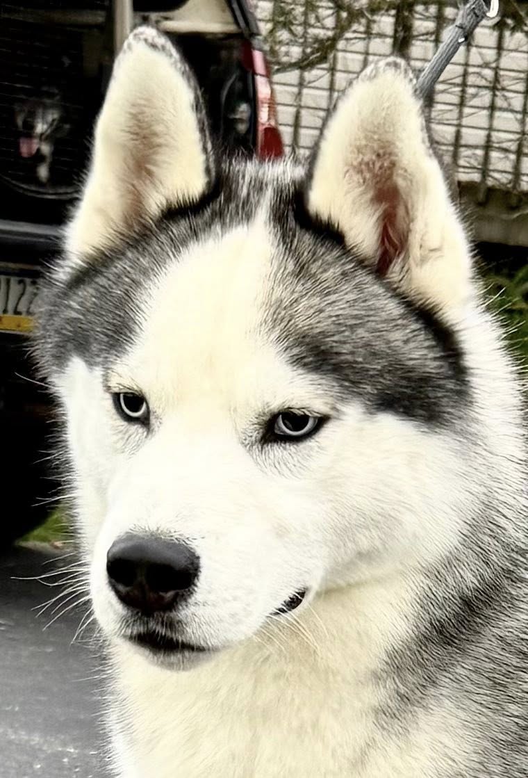 New England Siberian Husky Puppies