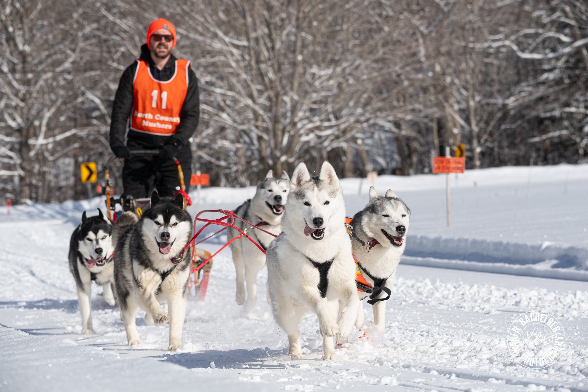 New England Siberian Husky Puppies