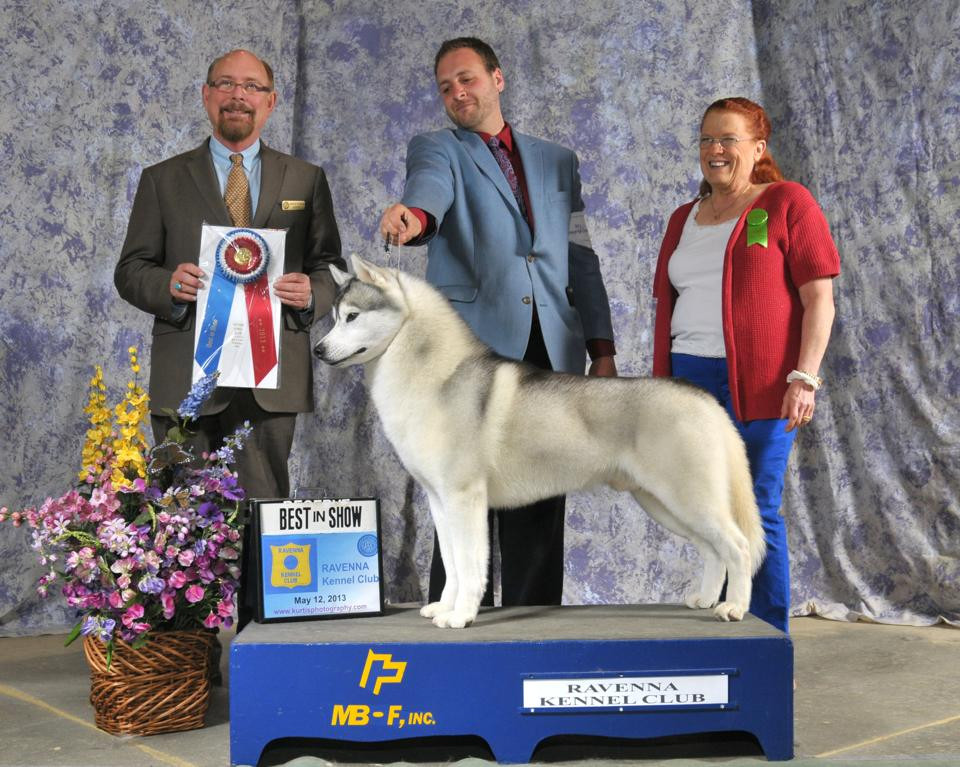 New England Siberian Husky Puppies