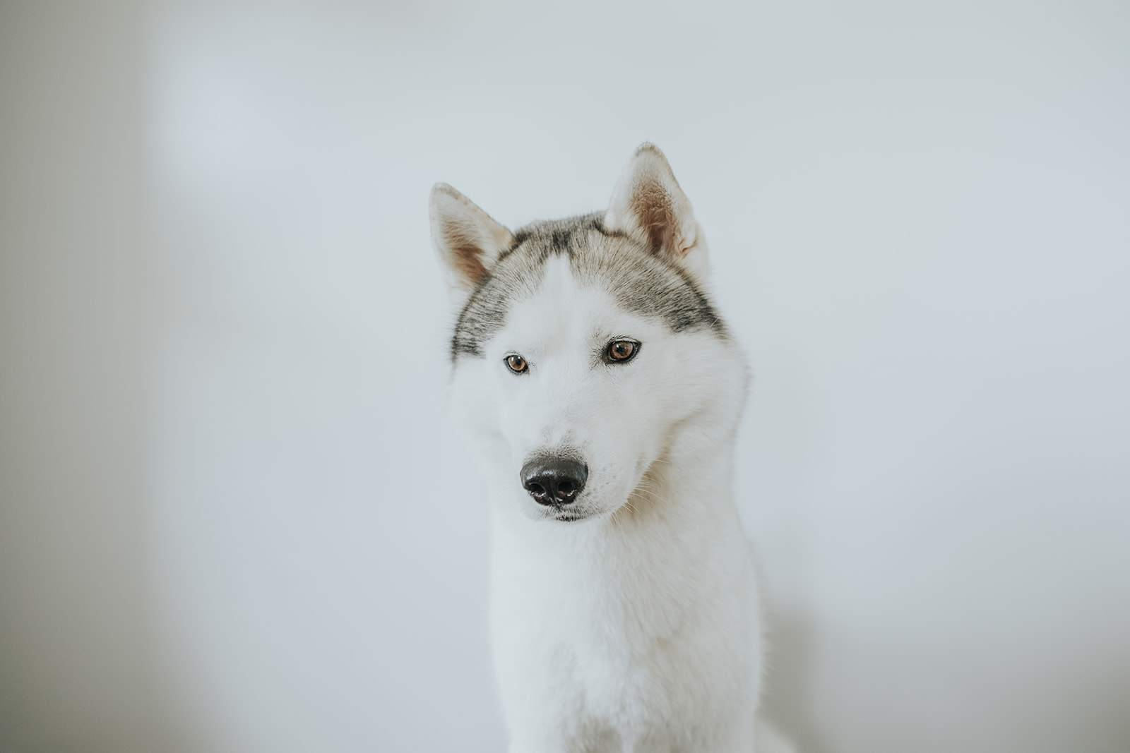 New England Siberian Husky Puppies
