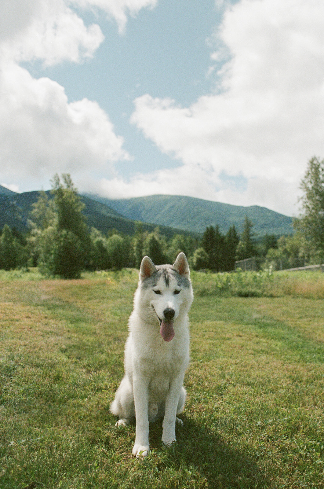New England Siberian Husky Puppies