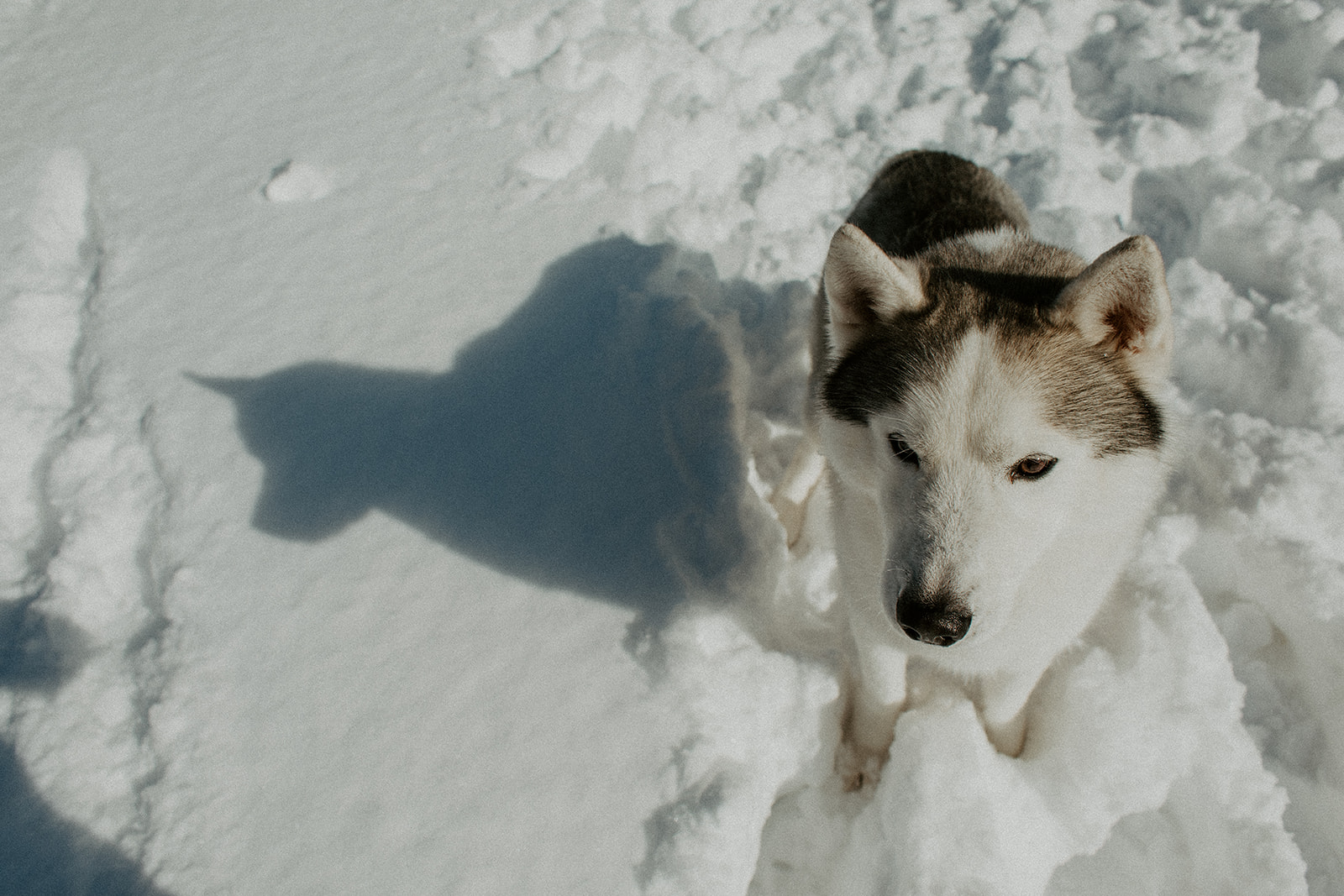 New England Siberian Husky Puppies