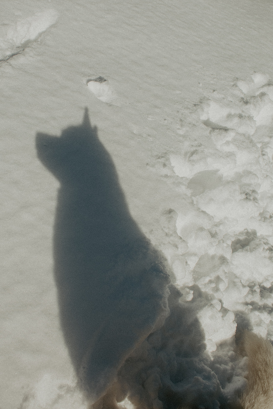 New England Siberian Husky Puppies