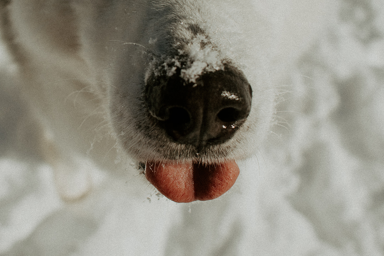 New England Siberian Husky Puppies