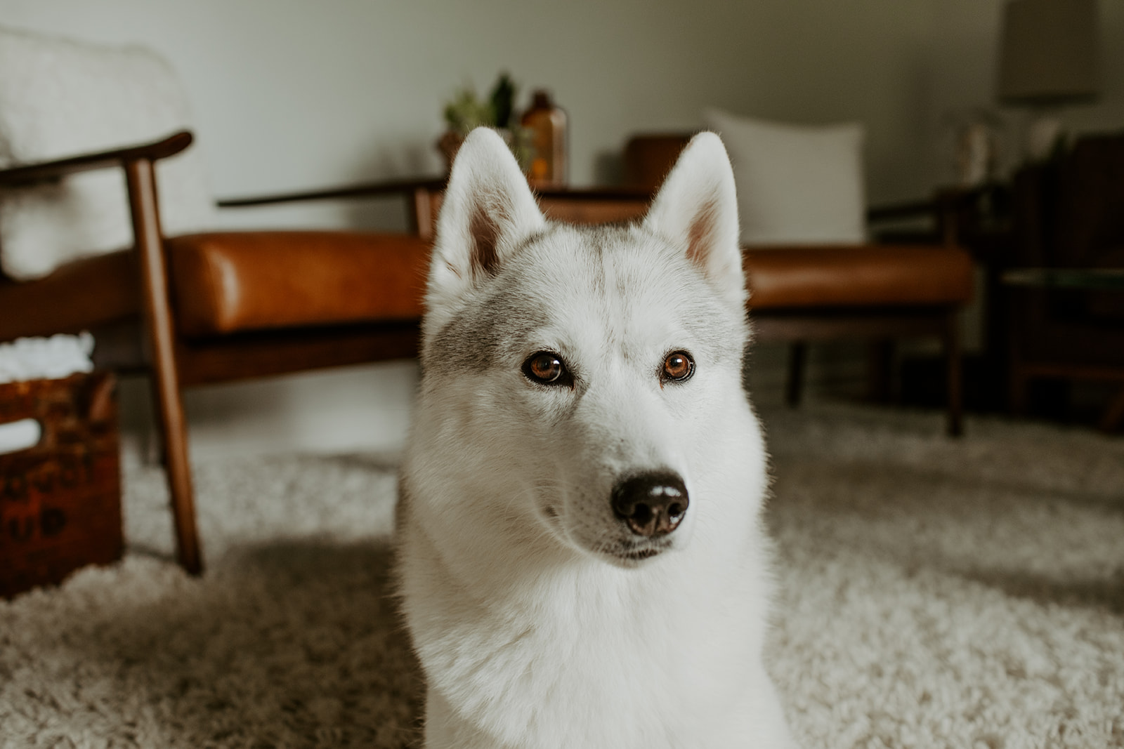 New England Siberian Husky Puppies