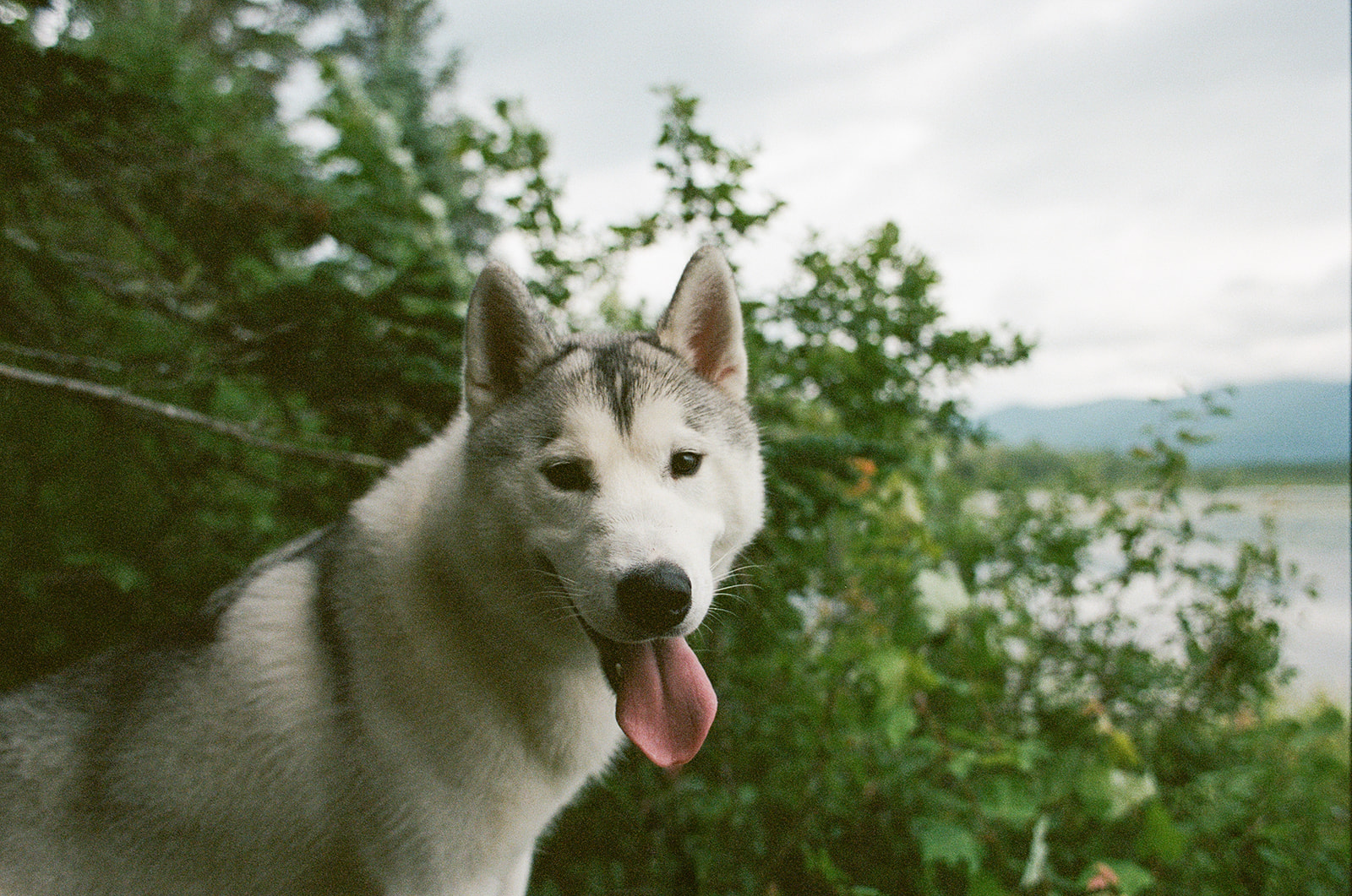New England Siberian Husky Puppies