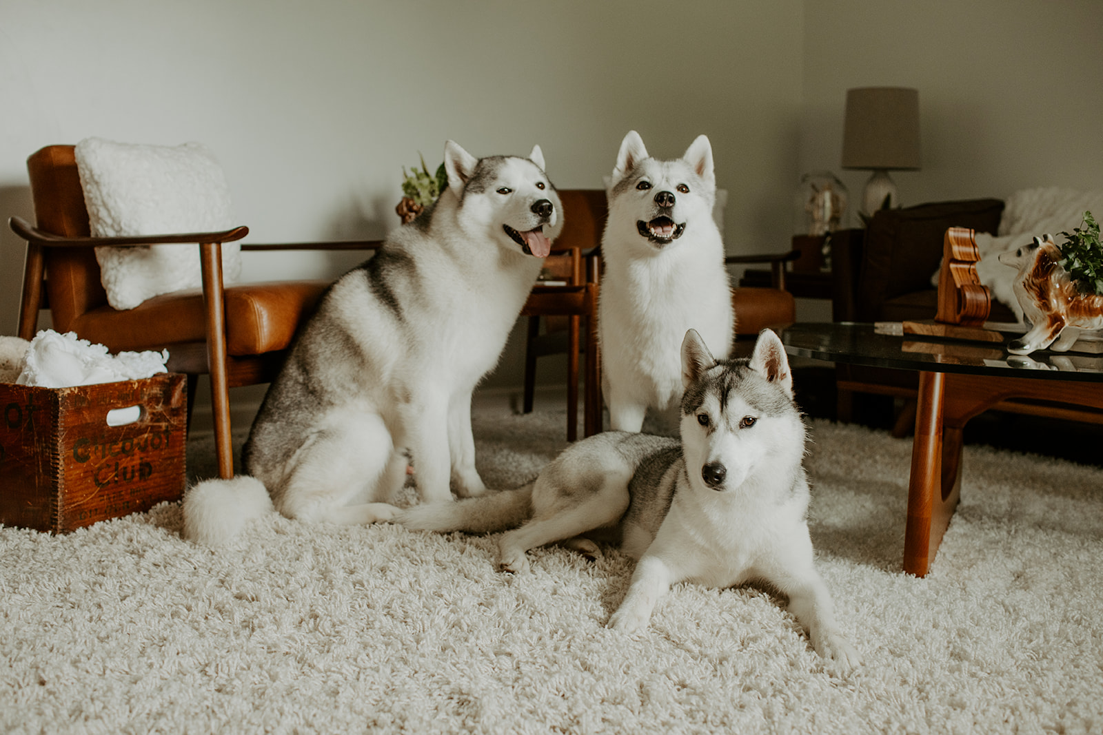 New England Siberian Husky Puppies