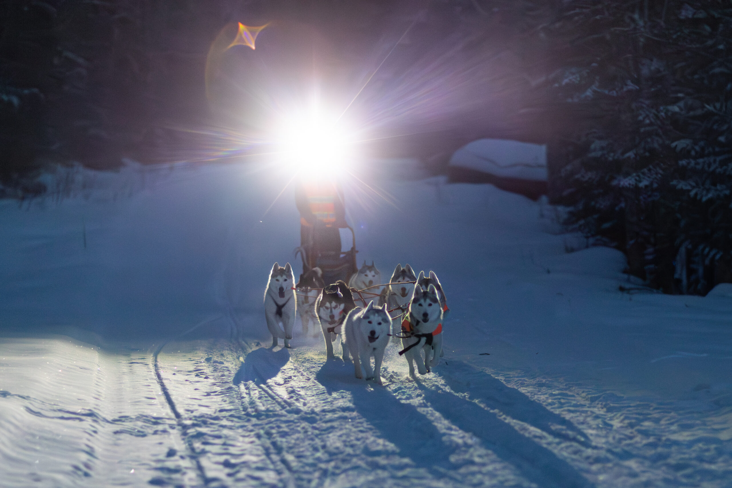 New England Siberian Husky Puppies