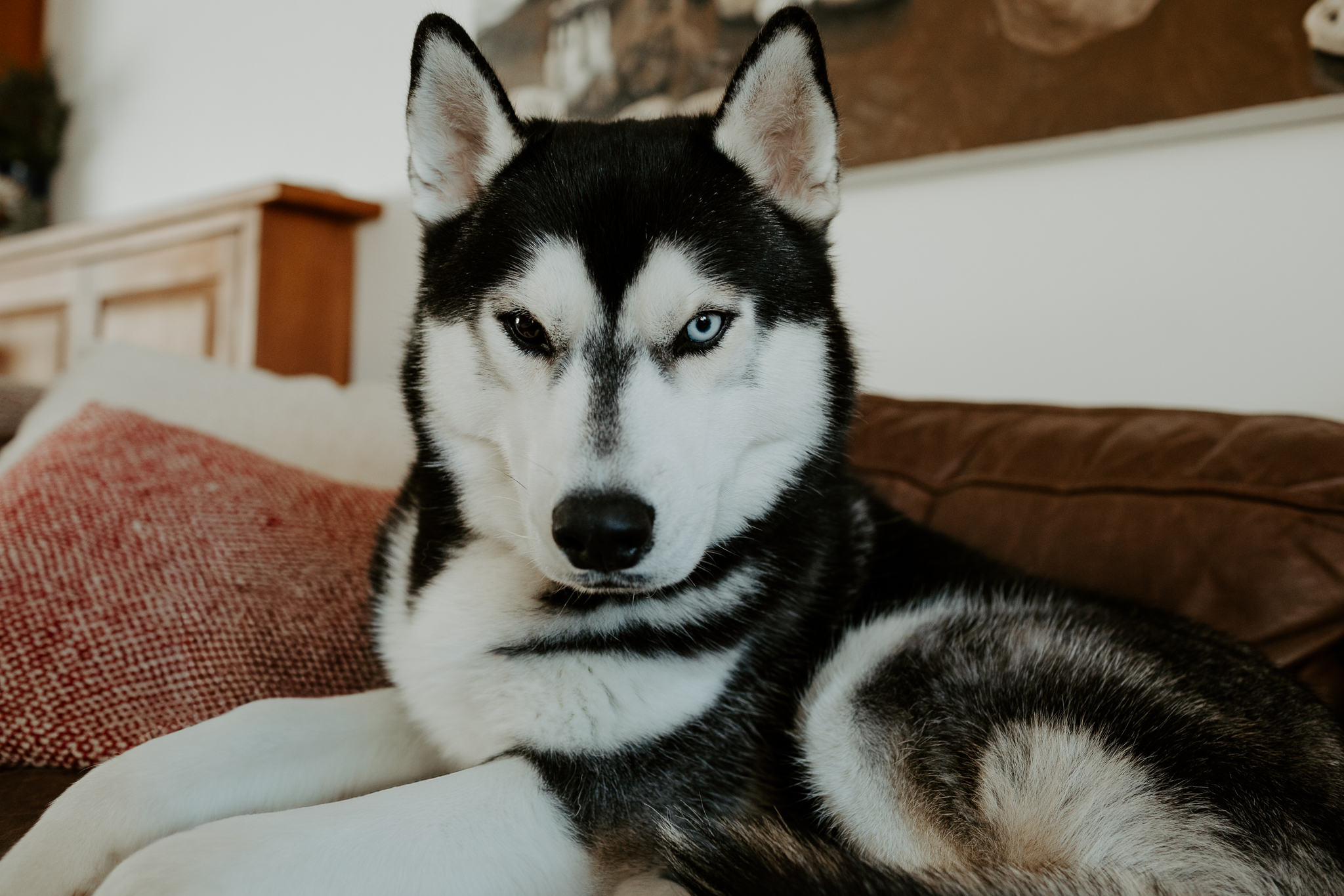 New England Siberian Husky Puppies