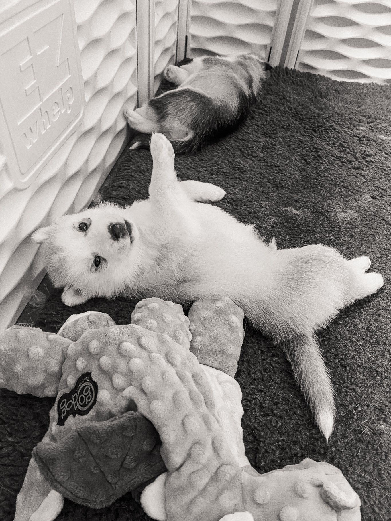 New England Siberian Husky Puppies