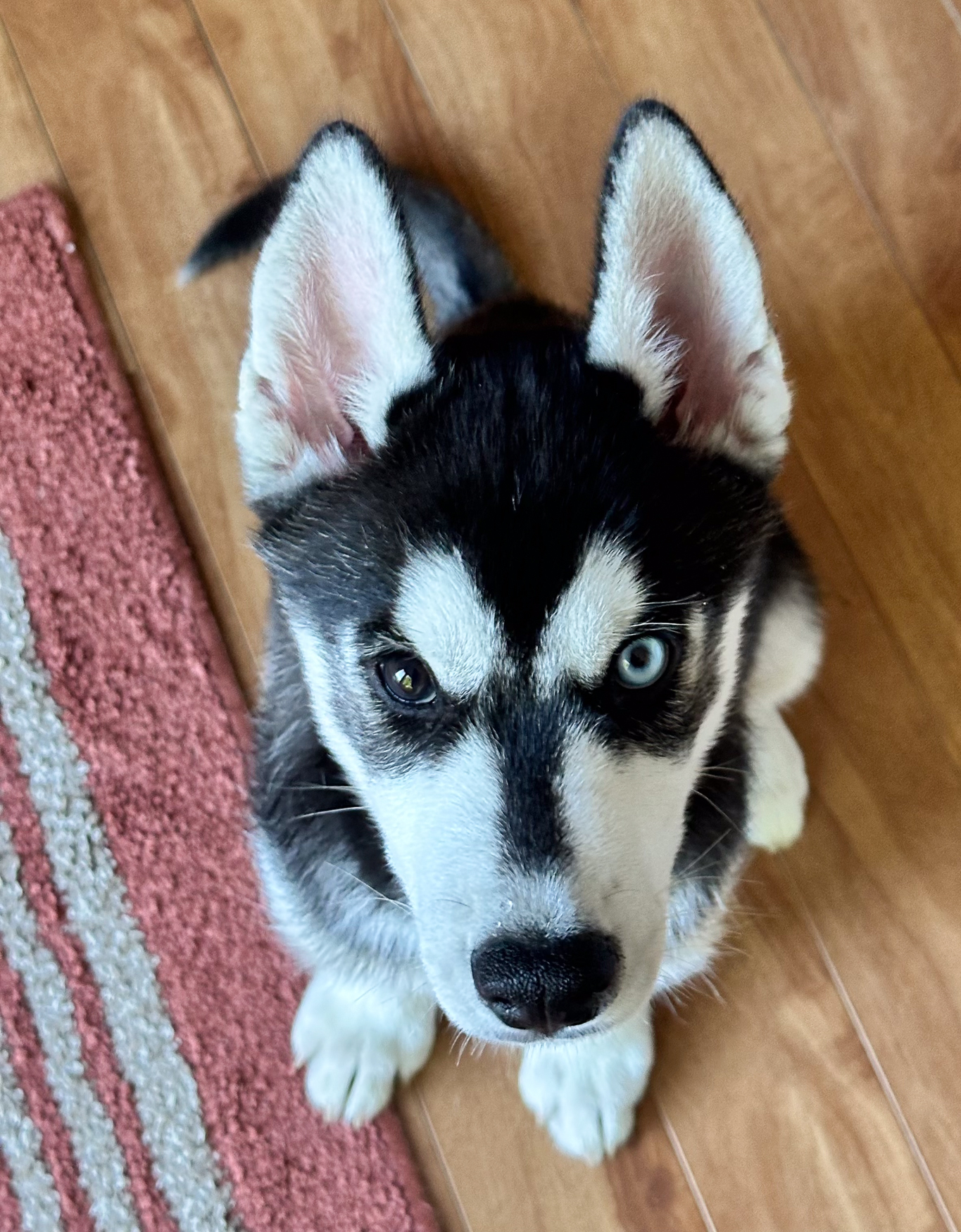 New England Siberian Husky Puppies