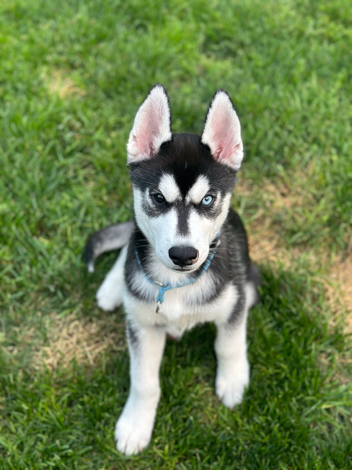 New England Siberian Husky Puppies