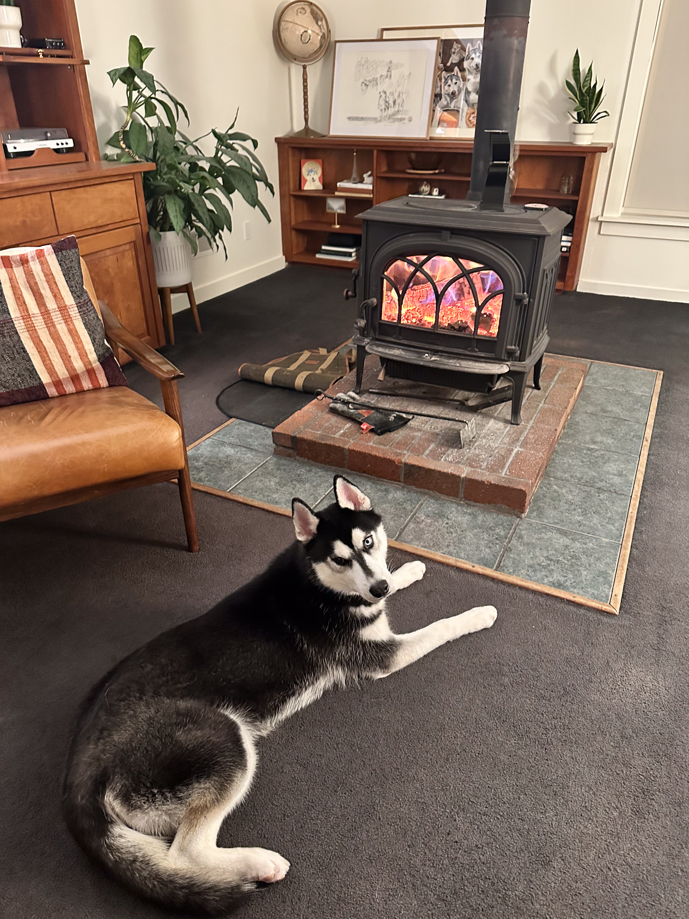 New England Siberian Husky Puppies