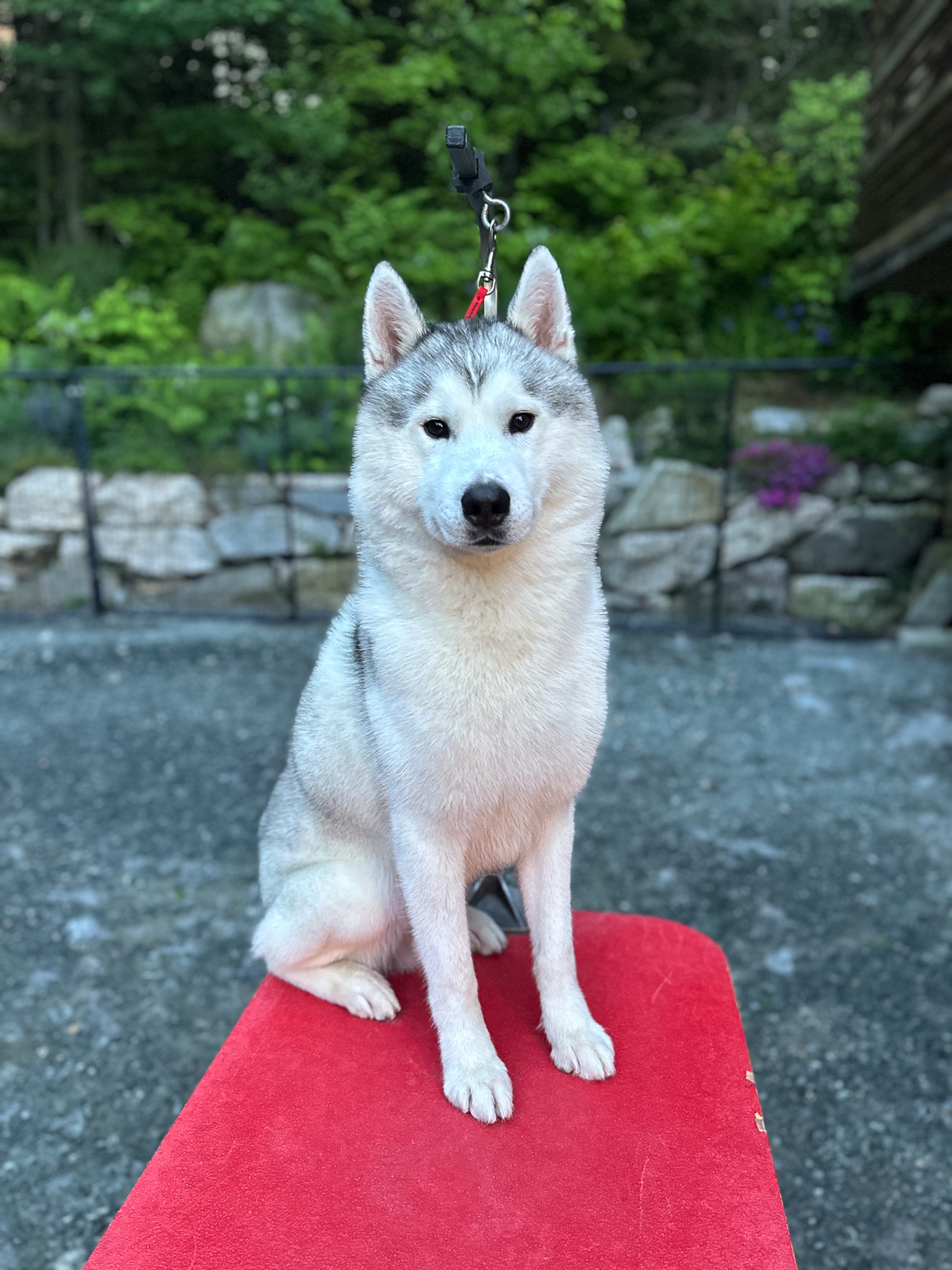 New England Siberian Husky Puppies