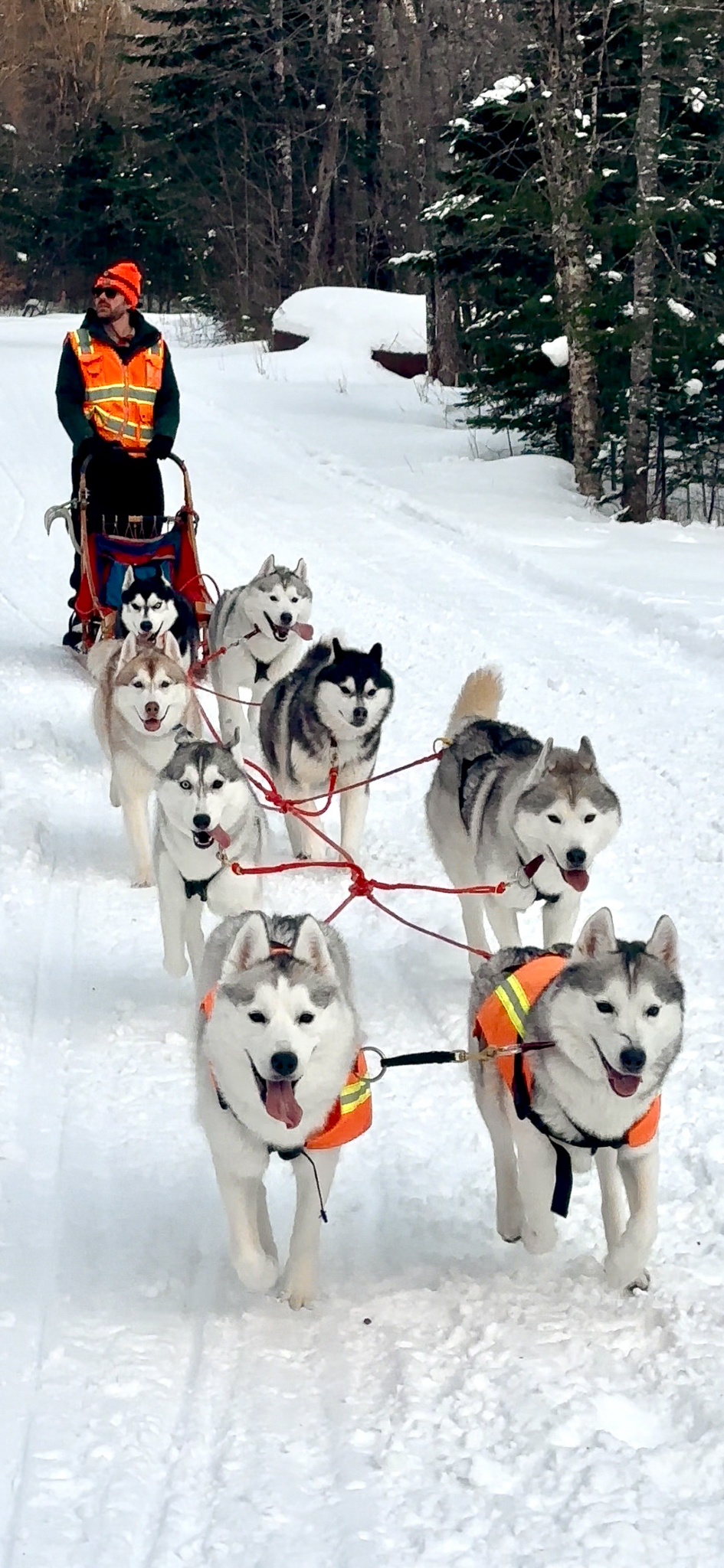 New England Siberian Husky Puppies