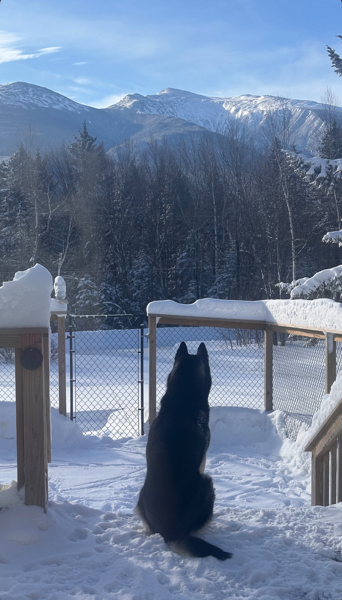 New England Siberian Husky Puppies