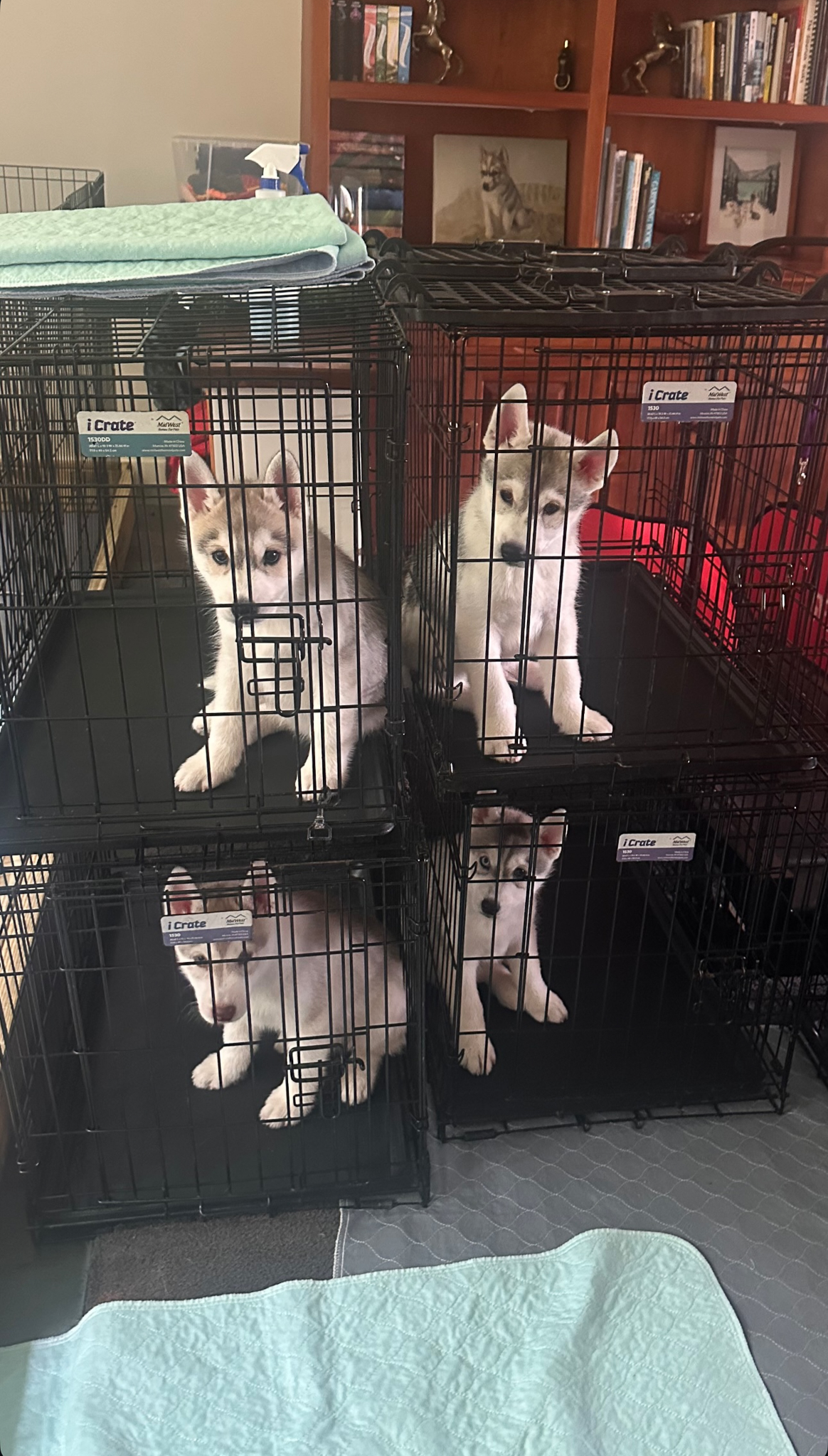 New England Siberian Husky Puppies