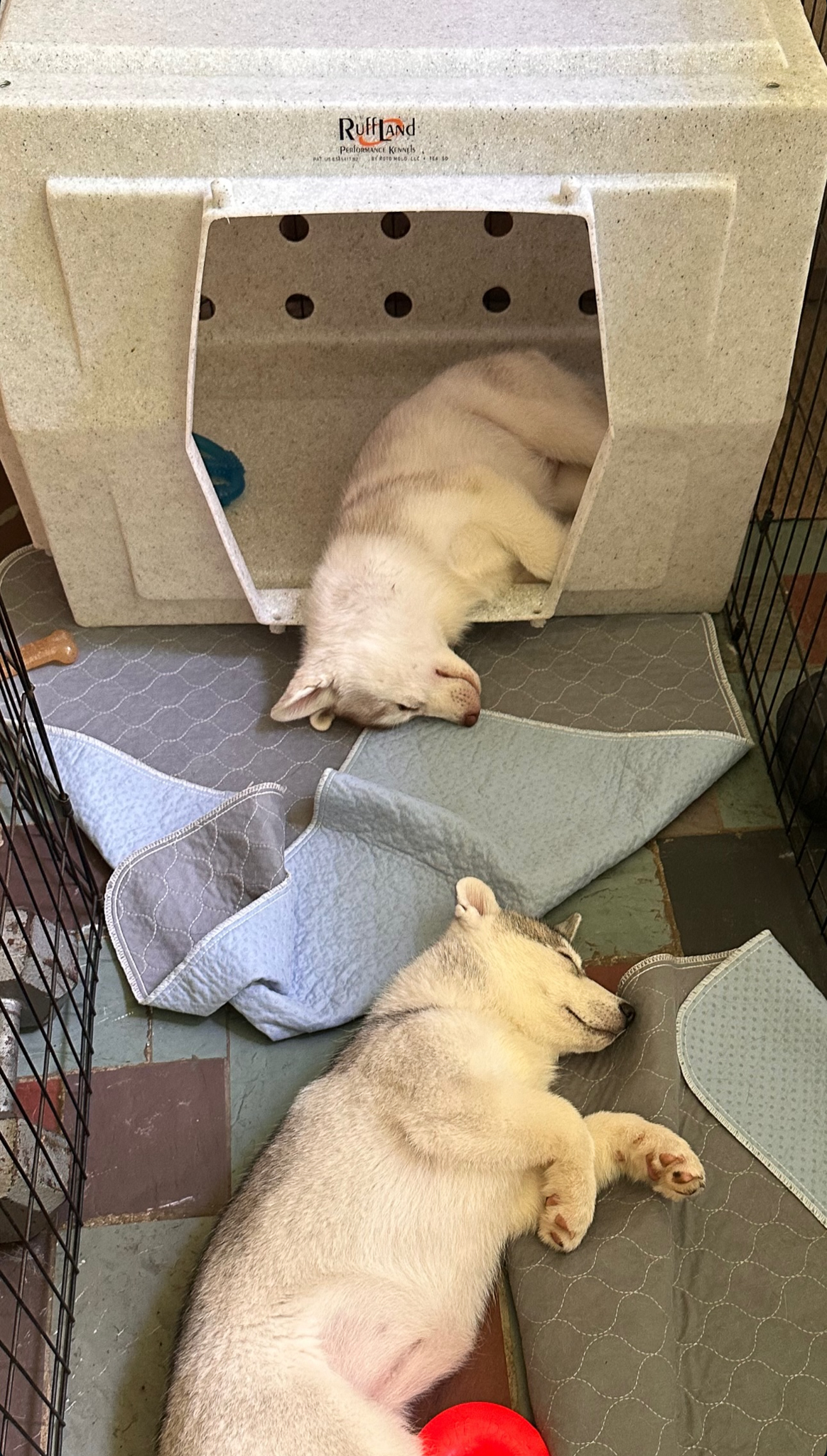 New England Siberian Husky Puppies