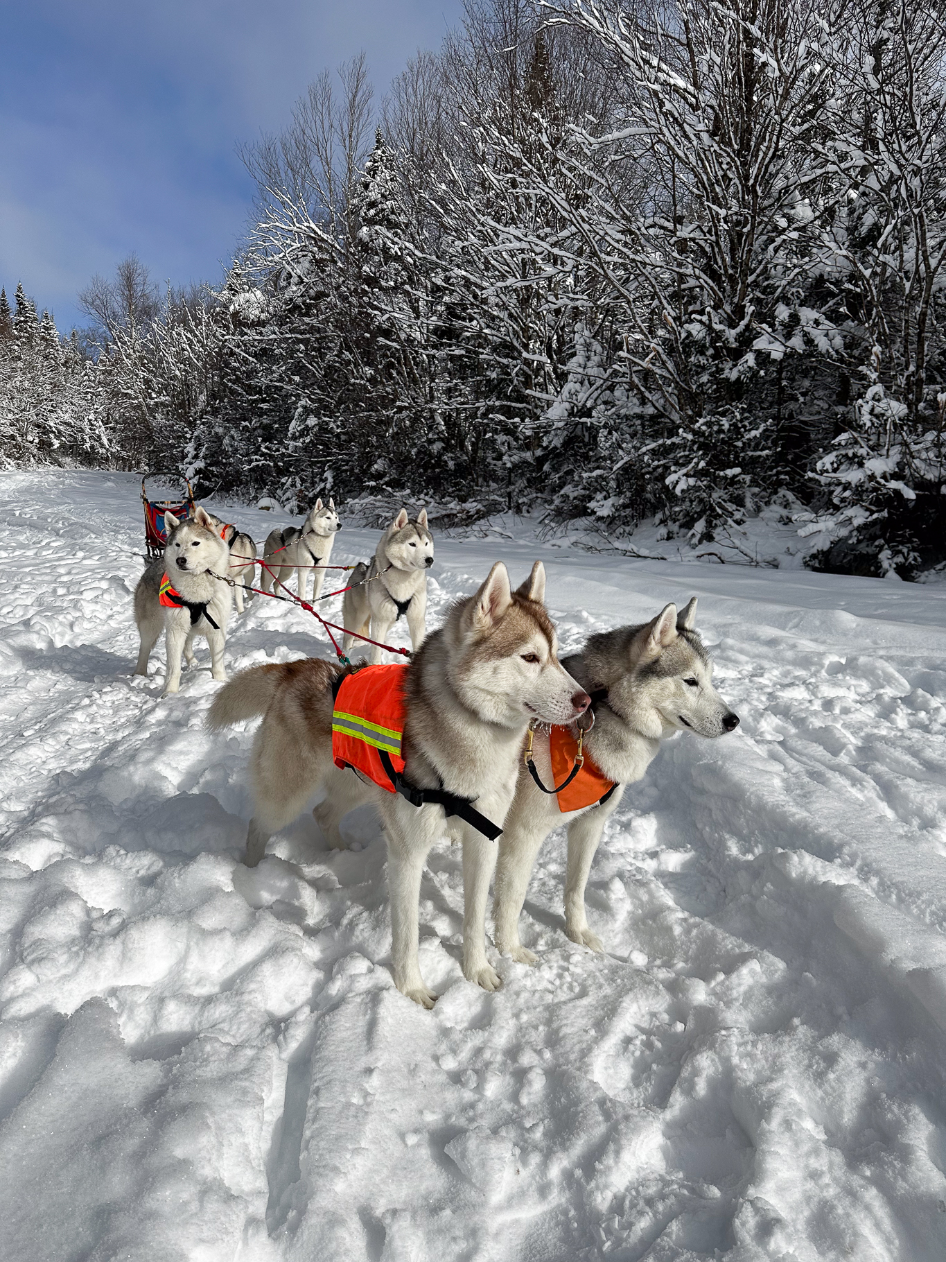 New England Siberian Husky Puppies